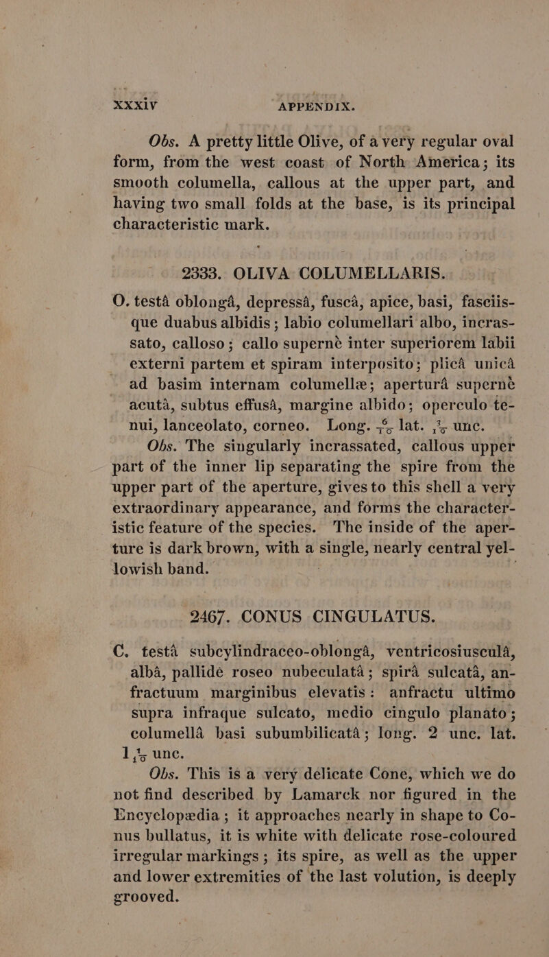 Obs. A pretty little Olive, of a very regular oval form, from the west coast of North America; its smooth columella, callous at the upper part, and having two small folds at the base, is its principal characteristic mark. 2333. OLIVA COLUMELLARIS. O. testa oblonga, depressá, fusca, apice, basi, fasciis- que duabus albidis ; labio columellari albo, incras- sato, calloso; callo superné inter superiorem labii externi partem et spiram interposito; plicá unica ad basim internam columelle; apertura superne acutà, subtus effusà, margine de o: E nui, lanceolato, corneo. Long. ;5, lat. ,*, unc. Obs. 'The singularly iicrassatéd, callous upper part of the inner lip separating the spire from the upper part of the aperture, gives to this shell a very extraordinary appearance, and forms the character- istic feature of the species. The inside of the aper- ture is dark brown, with a ane nearly central yel- lowish band. 2467. CONUS CINGULATUS. C. testà subcylindraceo-oblongá, ventricosiusculé, alba, pallide roseo nubeculata; spira sulcatá, an- fractuum marginibus elevatis: anfractu ultimo supra infraque sulcato, medio cingulo planato; columella basi subumbilicatà ; long. 2 unc. lat. 1,5 unc. Obs. This is a very delicate Cone, which we do not find described by Lamarck nor figured in the Encyclopedia; it approaches nearly in shape to Co- nus bullatus, it is white with delicate rose-coloured irregular markings; its spire, as well as the upper and lower extremities of the last volution, is deeply grooved.