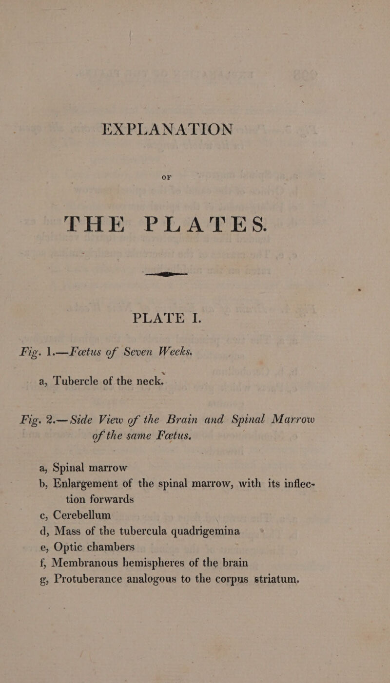 EXPLANATION or THE PLATES. PLATE I. Fig. 1.—Fœtus of Seven Weeks. a, Tubercle of the neck. Fig. 2.— Side View of the Brain and Spinal Marrow of the same Feetus. ; a, Spinal marrow b, Enlargement of the spinal marrow, with its inflec- tion forwards c, Cerebellum d, Mass of the tubercula quadrigemina e, Optic chambers f, Membranous hemispheres of the brain g, Protuberance analogous to the corpus striatum.