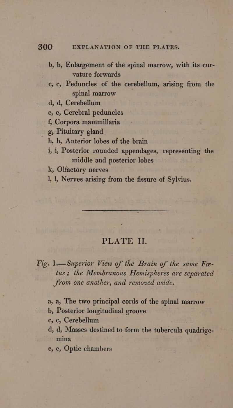 b, b, Enlargement of the spinal marrow, with its cur- vature forwards c, c, Peduncles of the cerebellum, arising from the spinal marrow d, d, Cerebellum e, e, Cerebral peduncles f, Corpora mammillaria g, Pituitary gland _h, h, Anterior lobes of the brain i, i, Posterior rounded appendages, representing the middle and posterior lobes k, Olfactory nerves 1, 1, Nerves arising from the fissure of Sylvius. PLATE II. Fig. 1.—Superior View of the Brain of the same Fe- tus; the Membranous Hemispheres are separated from one another, and removed aside. a, a, The two principal cords of the spinal marrow b, Posterior longitudinal groove c, c, Cerebellum d, d, Masses destined to form the tubercula quadrige- mina e, e, Optic chambers