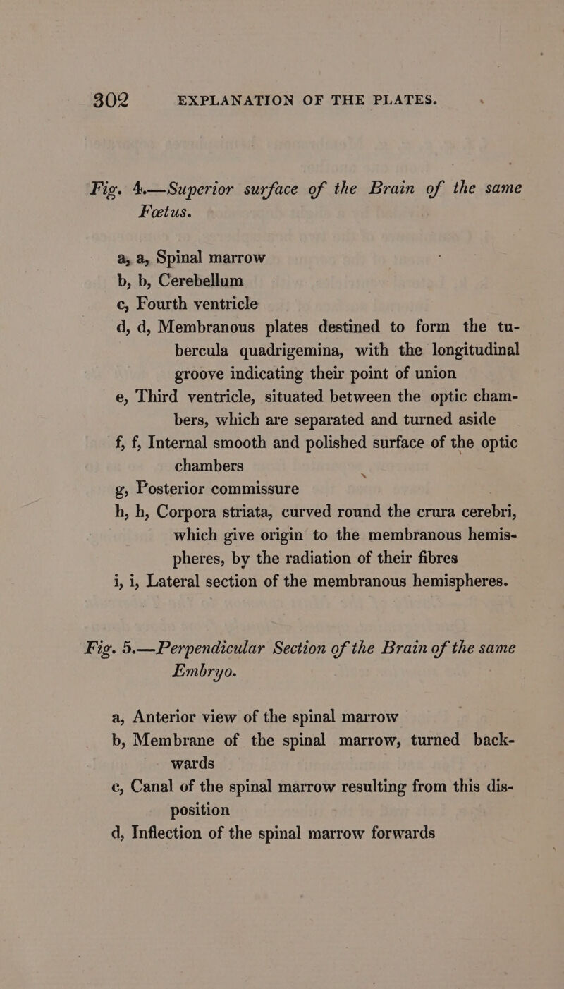 Fig. 4.—Superior surface of the Brain of the same Foetus. a, a, Spinal marrow b, b, Cerebellum c, Fourth ventricle d, d, Membranous plates destined to form the tu- bercula quadrigemina, with the longitudinal groove indicating their point of union e, Third ventricle, situated between the optic cham- bers, which are separated and turned aside f, f, Internal smooth and polished surface of the optic chambers g, Posterior commissure h, h, Corpora striata, curved round the crura cere which give origin to the membranous hemis- pheres, by the radiation of their fibres i, i, Lateral section of the membranous hemispheres. x Fig. 5.—Perpendicular Section of the Brain of the same Embryo. a, Anterior view of the spinal marrow b, Membrane of the spinal marrow, turned back- wards c, Canal of the spinal marrow resulting from this dis- position d, Inflection of the spinal marrow forwards