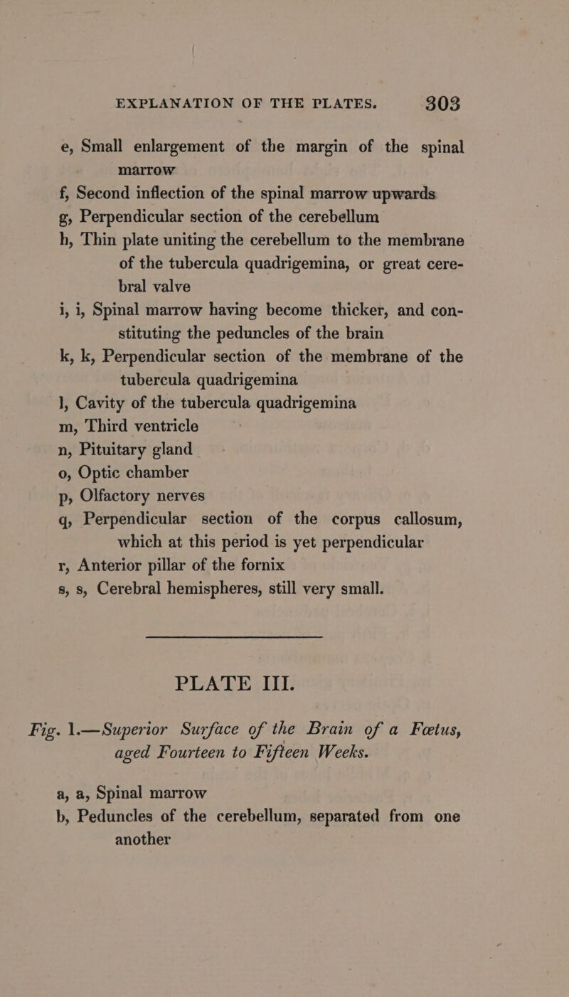 e, Small enlargement of the margin of the spinal marrow f, Second inflection of the spinal marrow upwards g, Perpendicular section of the cerebellum h, Thin plate uniting the cerebellum to the membrane of the tubercula quadrigemina, or great cere- bral valve i, i, Spinal marrow having become thicker, and con- stituting the peduncles of the brain k, k, Perpendicular section of the membrane of the tubercula quadrigemina 1, Cavity of the tubercula quadrigemina m, Third ventricle n, Pituitary gland o, Optic chamber p, Olfactory nerves qd, Perpendicular section of the corpus callosum, which at this period is yet perpendicular r, Anterior pillar of the fornix s, s, Cerebral hemispheres, still very small. PLATE III. Fig. 1.— Superior Surface of the Brain of a Feetus, aged Fourteen to Fifteen Weeks. a, a, Spinal marrow b, Peduncles of the cerebellum, separated from one another |