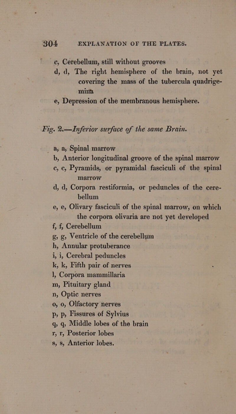 c, Cerebellum, still without grooves d, d, The right hemisphere of the brain, not yet covering the mass of the tubercula quadrige- mina e, Depression of the membranous hemisphere. Fig. 2.—Inferior surface of the same Brain. _ a, a, Spinal marrow b, Anterior longitudinal groove of the spinal marrow c, ©, Pyramids, or pyramidal fasciculi of the spinal marrow d, d, Corpora restiformia, or peduncles of the cere- bellum e, e, Olivary fasciculi of the spinal marrow, on which the corpora olivaria are not yet developed f, f, Cerebellum — g, g, Ventricle of the cerebellum h, Annular protuberance i, i, Cerebral peduncles k, k, Fifth pair of nerves 1, Corpora mammillaria m, Pituitary gland n, Optic nerves 0, 0, Olfactory nerves p, p, Fissures of Sylvius q, q, Middle lobes of the brain r, r, Posterior lobes s, s, Anterior lobes.