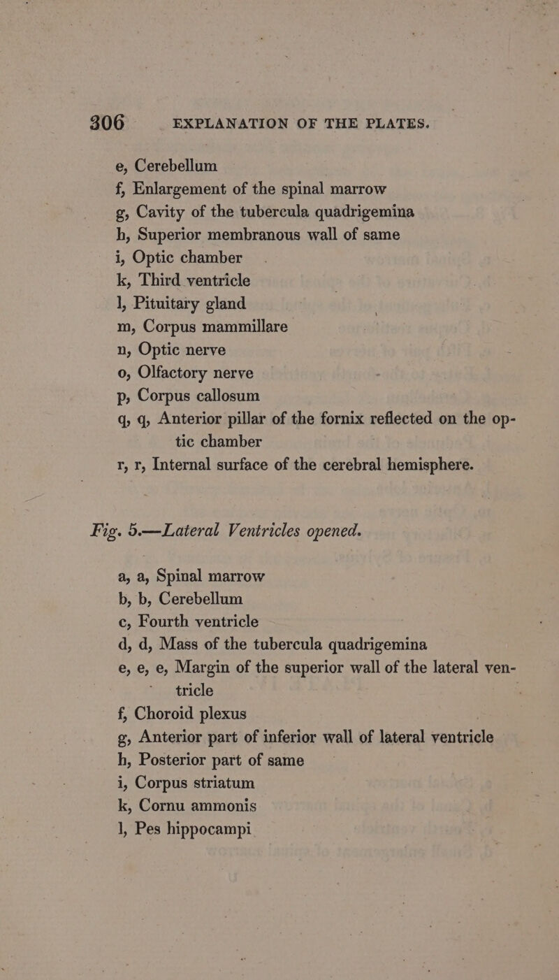 e, Cerebellum f, Enlargement of the spinal marrow g, Cavity of the tubercula quadrigemina h, Superior membranous wall of same i, Optic chamber k, Third ventricle 1, Pituitary gland m, Corpus mammillare n, Optic nerve 0, Olfactory nerve p, Corpus callosum q, q, Anterior pillar of the fornix reflected on the op- tic chamber r, r, Internal surface of the cerebral PAL. Fig. 5.—Lateral Ventricles opened. a, a, Spinal marrow b, b, Cerebellum c, Fourth ventricle d, d, Mass of the tubercula quadrigemina e, e, e, Margin of the superior wall of the lateral ven- tricle f, Choroid plexus g, Anterior part of inferior wall of lateral Panicle h, Posterior part of same i, Corpus striatum k, Cornu ammonis