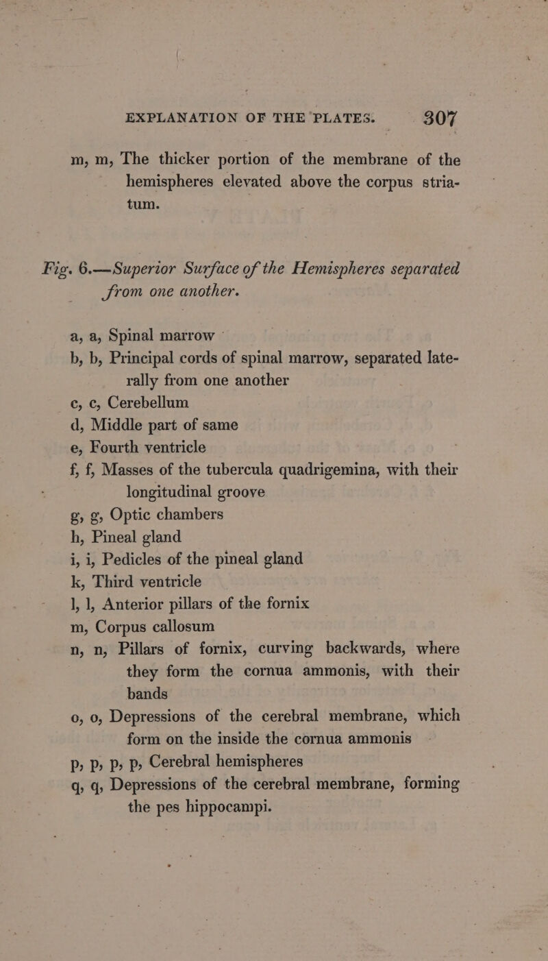 m, m, The thicker portion of the membrane of the hemispheres elevated above the corpus stria- tum. Fig. 6.—Superior Surface of the Hemispheres separated from one another. a, a, Spinal marrow © b, b, Principal cords of spinal marrow, separated late- rally from one another c, c, Cerebellum d, Middle part of same e, Fourth ventricle f, f, Masses of the tubercula quadrigemina, with their longitudinal groove g, g, Optic chambers h, Pineal gland i, i, Pedicles of the pineal gland k, Third ventricle ], 1, Anterior pillars of the fornix m, Corpus callosum n, n, Pillars of fornix, curving backwards, where they form the cornua ammonis, with their bands 0, 0, Depressions of the cerebral membrane, which form on the inside the cornua ammonis p, p, p» p, Cerebral hemispheres q; q, Depressions of the cerebral membrane, forming the pes hippocampi.
