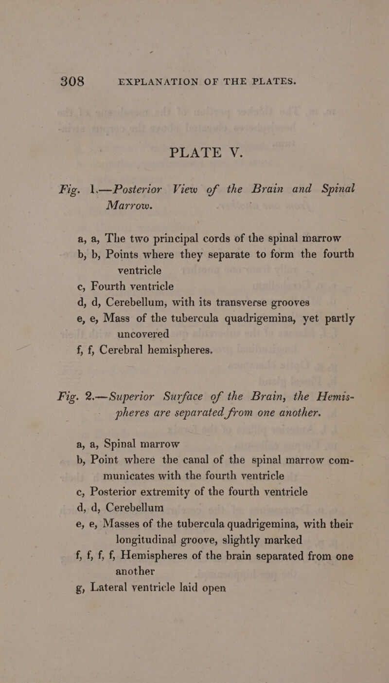 PLATE V. Fig. \.—Posterior View of the Brain and Spinal Marrow. a, a, The two principal cords of the spinal marrow b, b, Points where they separate to form the fourth ventricle c, Fourth ventricle d, d, Cerebellum, with its transverse grooves e, e, Mass of the tubercula quadrigemina, yet partly uncovered f, f, Cerebral hemispheres. Fig. 2.—Superior Surface of the Brain, the Hemis- pheres are separated from one another. a, a, Spinal marrow b, Point where the canal of the spinal marrow com- municates with the fourth ventricle c, Posterior extremity of the fourth ventricle d, d, Cerebellum e, e, Masses of the tubercula quadrigemina, with their longitudinal groove, slightly marked f, f, f, f, Hemispheres of the brain separated from one another g, Lateral ventricle laid open