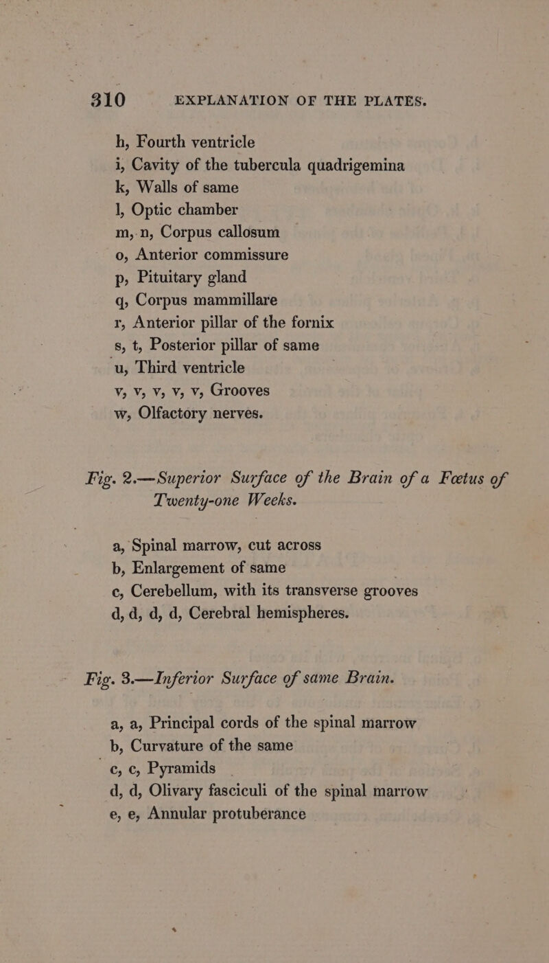 h, Fourth ventricle i, Cavity of the tubercula quadrigemina k, Walls of same 1, Optic chamber m,n, Corpus callosum o, Anterior commissure p, Pituitary gland q, Corpus mammillare r, Anterior pillar of the fornix s, t, Posterior pillar of same ‘u, Third ventricle V, V, V; V, V, Grooves w, Olfactory nerves. Fig. 2.—Superior Surface of the Brain of a Feetus of Twenty-one Weeks. a, Spinal marrow, cut across b, Enlargement of same | c, Cerebellum, with its transverse grooves d, d, d, d, Cerebral hemispheres. Fig. 3.—Inferior Surface of same Brain. a, a, Principal cords of the spinal marrow b, Curvature of the same 66 Pyramids d, d, Olivary fasciculi of the spinal marrow e, e, Annular protuberance