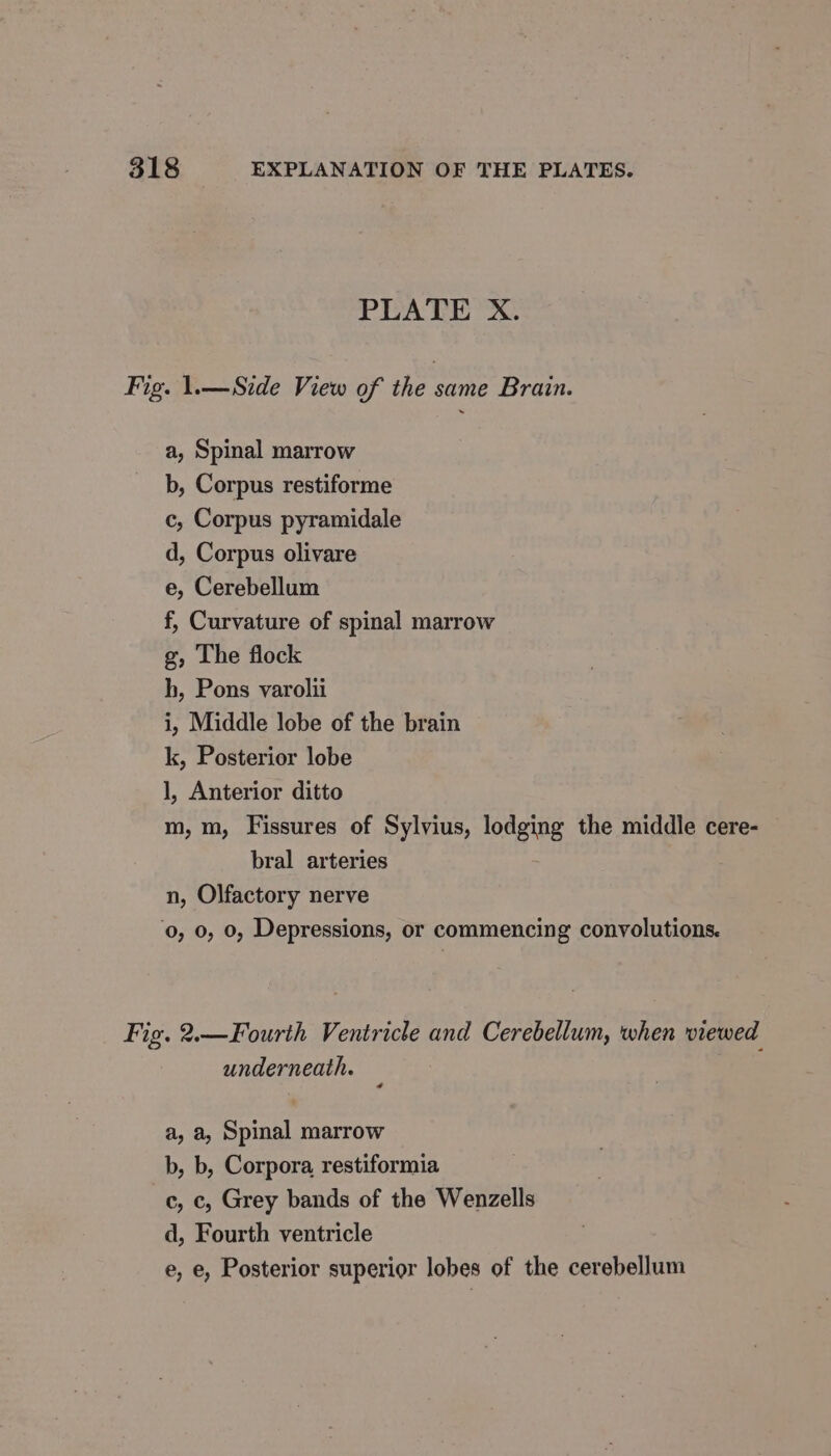 PLATE X. Fig. 1.— Side View of the same Brain. a, Spinal marrow b, Corpus restiforme c, Corpus pyramidale d, Corpus olivare e, Cerebellum f, Curvature of spinal marrow g, The flock h, Pons varolii i, Middle lobe of the brain k, Posterior lobe ], Anterior ditto m, m, Fissures of Sylvius, lodging the middle cere- bral arteries n, Olfactory nerve 0, 0, 0, Depressions, or commencing convolutions. Fig. 2.—Fourth Ventricle and Cerebellum, when viewed underneath. k a, a, Spinal marrow b, b, Corpora restiformia 6, 6, Grey bands of the Wenzells d, Fourth ventricle e, e, Posterior superior lobes of the cerebellum