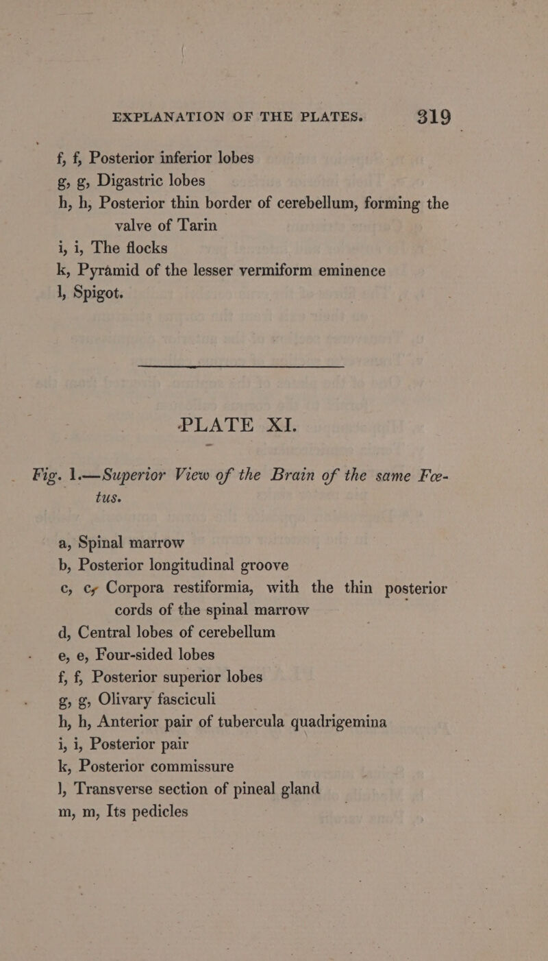 f, f, Posterior inferior lobes g, g, Digastric lobes h, h, Posterior thin border of cerebellum, forming the valve of Tarin i, 1, The flocks k, Pyramid of the lesser vermiform eminence 1, Spigot. PLATE XI. Fig. 1.—Superior View of the Brain of the same Fe- tus. a, Spinal marrow b, Posterior longitudinal groove c, © Corpora restiformia, with the thin posterior cords of the spinal marrow d, Central lobes of cerebellum e, e, Four-sided lobes f, f, Posterior superior lobes g, g, Olivary fasciculi h, h, Anterior pair of tubercula quadrigemina i, i, Posterior pair k, Posterior commissure ], Transverse section of pineal gland m, m, Its pedicles