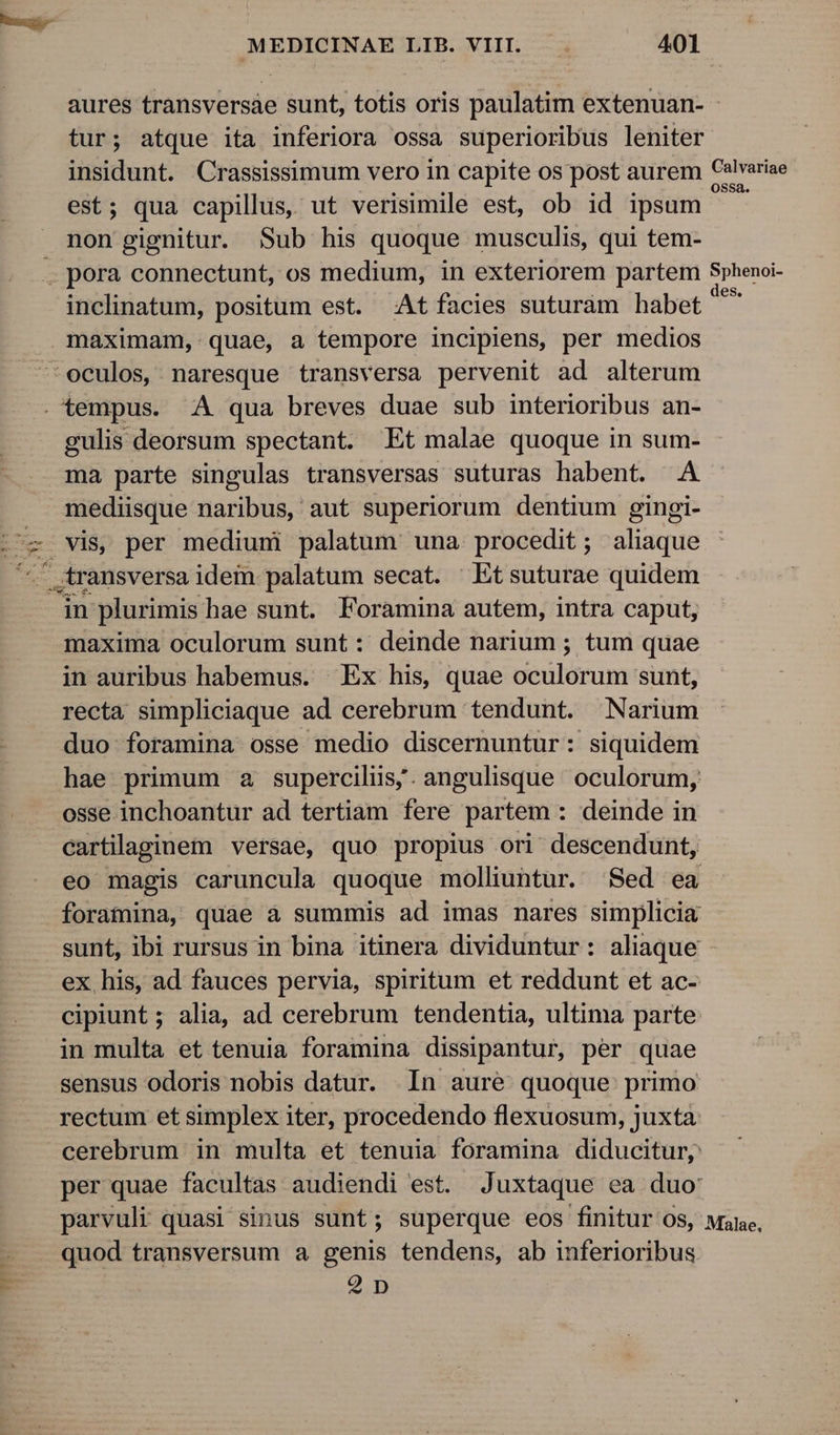 aures transversàe sunt, totis oris paulatim extenuan- - tur; atque ita inferiora ossa superioribus leniter insidunt. Crassissimum vero in capite os post aurem Calariae est; qua capillus, ut verisimile est, ob id ipsum non gignitur. Sub his quoque musculis, qui tem- ; pora connectunt, os medium, in exteriorem partem Sphenoi- inclinatum, positum est. At facies suturàm habet im maximam, quae, a tempore incipiens, per medios ^'oculos, naresque transversa pervenit ad alterum . tempus. A qua breves duae sub interioribus an- gulis deorsum spectant. Et malae quoque in sum- ma parte singulas transversas suturas habent. .A mediisque naribus, aut superiorum dentium gingi- Ex . vis, per mediumi palatum una procedit; aliaque TETT- ,,transversa idem palatum secat. Etsuturae quidem in plurimis hae sunt. PForamina autem, intra caput, maxima oculorum sunt: deinde narium ; tum quae in auribus habemus. | Ex his, quae oculorum sunt, recta simpliciaque ad cerebrum tendunt. ^ Narium duo foramina osse medio discernuntur: siquidem hae primum a supercilis,. angulisque oculorum, osse inchoantur ad tertiam fere partem : deinde in cartilaginem versae, quo propius ori descendunt, eo magis caruncula quoque molliuntur. Sed ea foramina, quae à summis ad imas nares simplicia sunt, ibi rursus in bina itinera dividuntur: aliaque ex his, ad fauces pervia, spiritum et reddunt et ac- cipiunt ; alia, ad cerebrum tendentia, ultima parte in multa et tenuia foramina dissipantur, per quae sensus odoris nobis datur. In aure quoque primo rectum et simplex iter, procedendo flexuosum, juxta cerebrum in multa et tenuia foramina diducitur, per quae facultas audiendi est. Juxtaque ea duo: parvuli quasi sinus sunt; superque eos finitur OS, Male, quod transversum a genis tendens, ab inferioribus 2D