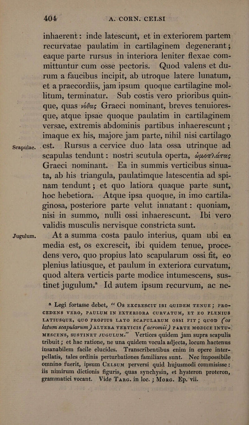 Scapulae. Jugulum. 404 A..CORN. CELSI inhaerent: inde latescunt, et in exteriorem partem - recurvatae paulatim in cartilaginem degenerant ; eaque parte rursus in interiora leniter flexae com- mittuntur cum osse pectoris. Quod valens et du- rum a faucibus incipit, ab utroque latere lunatum, et a praecordiis, jam ipsum quoque cartilagine mol- litum, terminatur. | Sub costis vero prioribus quin- que, quas vófz; Graeci nominant, breves tenuiores- que, atque ipsae quoque paulatim in cartilaginem versae, extremis abdominis partibus inhaerescunt ; imaque ex his, majore jam parte, nihil nisi cartilago scapulas tendunt : nostri scutula operta, ewosA&roc Graeci nominant. Ea in summis verticibus sinua- ta, ab his triangula, paulatimque latescentia ad spi- nam tendunt; et quo latiora quaque parte sunt, hoc hebetiora. | Atque ipsa quoque, in imo cartila- ginosa, posteriore parte velut innatant: quoniam, nisi in summo, nulli ossi inhaerescunt, Ibi vero validis musculis nervisque constricta sunt. At a summa costa paulo interius, quam ubi ea media.est, os excrescit, ibi quidem tenue, proce- dens vero, quo propius lato scapularum ossi fit, eo plenius latiusque, et paulum in exteriora curvatum, quod altera verticis parte modice intumescens, sus- tinet jugulum, Id autem ipsum recurvum, ac ne- ^ Legi fortasse debet, ** Os zxcnRESCIT IBI QUIDEM TENUE ; PRO- CEDENS VERO, PAULUM IN EXTERIORA CURVATUM, ET EO PLENIUS. LATIUSQUE, QUO PROPIUS LATO SCAPULARUM OSSI FIT ; QUOD (0$ latum scapularum ) ALTERA VERTICIS ( acromii ) PARTE MODICE INTU-. MESCENS, SUSTINET JUGULUM. Vertices quidem jam supra scapulis tribuit; et hac ratione, ne una quidem vocula adjecta, locum hactenus insanabilem facile elucides. Transcribentibus enim in opere inter- pellatis, tales ordinis perturbationes familiares sunt. Nec impossibile omnino fuerit, ipsum CELsuM perversi quid hujusmodi commisisse : iis nimirum dictionis figuris, quas synchysin, et hysteron proteron,
