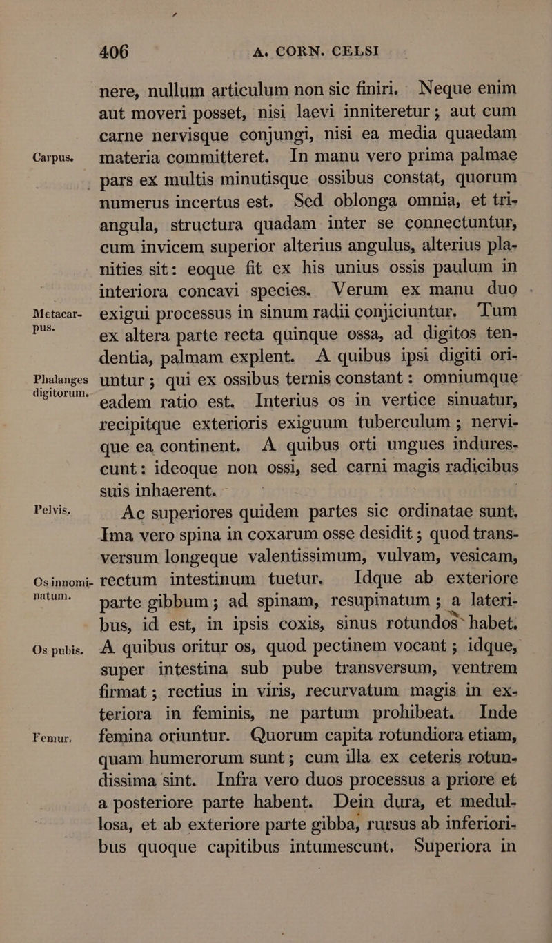 aut moveri posset, nisi laevi inniteretur; aut cum carne nervisque conjungi, nisi ea media quaedam Metacar- pus. Phalanges digitorum. Pelvis. Os innomi- natum. Os pubis. Femur. numerus incertus est. Sed oblonga omnia, et tri- angula, structura quadam inter se connectuntur, cum invicem superior alterius angulus, alterius pla- nities sit: eoque fit ex his unius ossis paulum in interiora concavi species. Verum ex manu duo exigui processus in sinum radii conjiciuntur. Tum ex altera parte recta quinque ossa, ad digitos ten- dentia, palmam explent. .A quibus ipsi digiti ori- untur; qui ex ossibus ternis constant : omniumque eadem ratio est. Interius os in vertice sinuatur, recipitque exterioris exiguum tuberculum ; nervi- que ea continent. A quibus orti ungues indures- cunt: ideoque non ossi, sed carni maagis radicibus suis inhaerent. - Ac superiores quidem partes sic ordinatae sunt. versum longeque valentissimum, vulvam, vesicam, rectum intestinum tuetur. ldque ab exteriore parte gibbum ; ad spinam, resupinatum ; a lateri- bus, id est, in ipsis coxis, sinus rotundos^ habet. A quibus oritur os, quod pectinem vocant ; idque, super intestina sub pube transversum, ventrem firmat ; rectius in viris, recurvatum magis in ex- teriora in feminis, ne partum prohibeat. Inde femina oriuntur. Quorum capita rotundiora etiam, quam humerorum sunt; cum illa ex ceteris rotun- dissima sint. Infra vero duos processus a priore et a posteriore parte habent. Dein dura, et medul-. losa, et ab exteriore parte gibba, rursus ab inferiori- bus quoque capitibus intumescunt. Superiora in