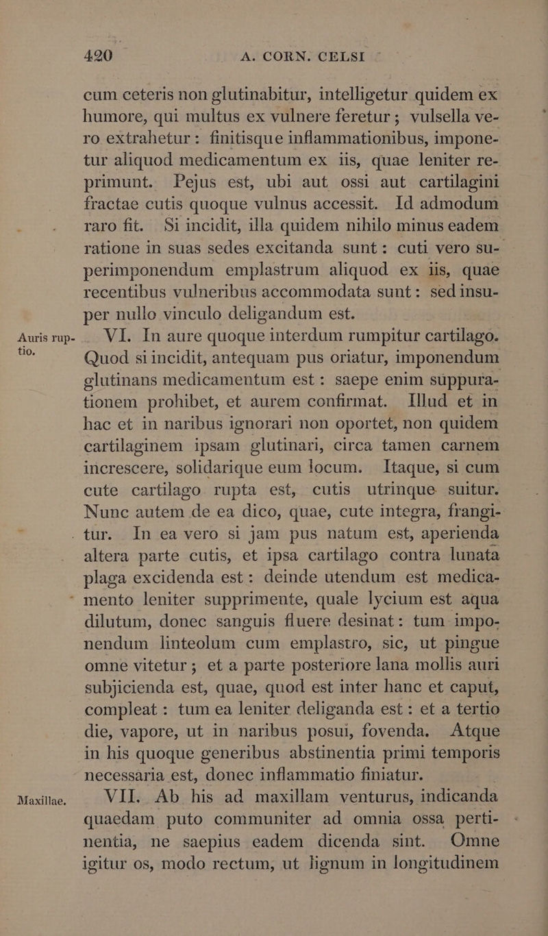 Auris rup- tio. 490 A. CORN. CELSI cum ceteris non glutinabitur, intelligetur quidem ex humore, qui multus ex vulnere feretur; vulsella ve- ro extrahetur: finitisque inflammationibus, impone- tur aliquod medicamentum ex iis, quae leniter re- primunt. Pejus est, ubi aut ossi aut cartilagini fractae cutis quoque vulnus accessit. Id admodum raro fit. Si incidit, illa quidem nihilo minus eadem ratione in suas sedes excitanda sunt: cuti vero su- perimponendum emplastrum aliquod ex iis, quae recentibus vulneribus accommodata sunt: sedinsu- per nullo vinculo deligandum est. VI. In aure quoque interdum rumpitur cartilago. Quod siincidit, antequam pus oriatur, imponendum glutinans medicamentum est: saepe enim suppura- tionem prohibet, et aurem confirmat. Illud et in hac et in naribus ignorari non oportet, non quidem cartilaginem ipsam glutinari, circa tamen carnem increscere, solidarique eum locum. Itaque, si cum cute cartilago rupta est, cutis utrinque suitur. Nunc autem de ea dico, quae, cute integra, frangi-: altera parte cutis, et ipsa cartilago contra lunata plaga excidenda est: deinde utendum est medica- dilutum, donec sanguis fluere desinat: tum impo- nendum linteolum cum emplastro, sic, ut pingue omne vitetur; et a parte posteriore lana mollis auri subjicienda est, quae, quod est inter hanc et caput, compleat: tum ea leniter deliganda est : et a tertio die, vapore, ut in naribus posui, fovenda. Atque in his quoque generibus abstinentia primi temporis Maxillae. VII. Ab his ad maxillam venturus, indicanda quaedam puto communiter ad omnia ossa perti- nentia, ne saepius eadem dicenda sint. Omne igitur os, modo rectum, ut lignum in longitudinem