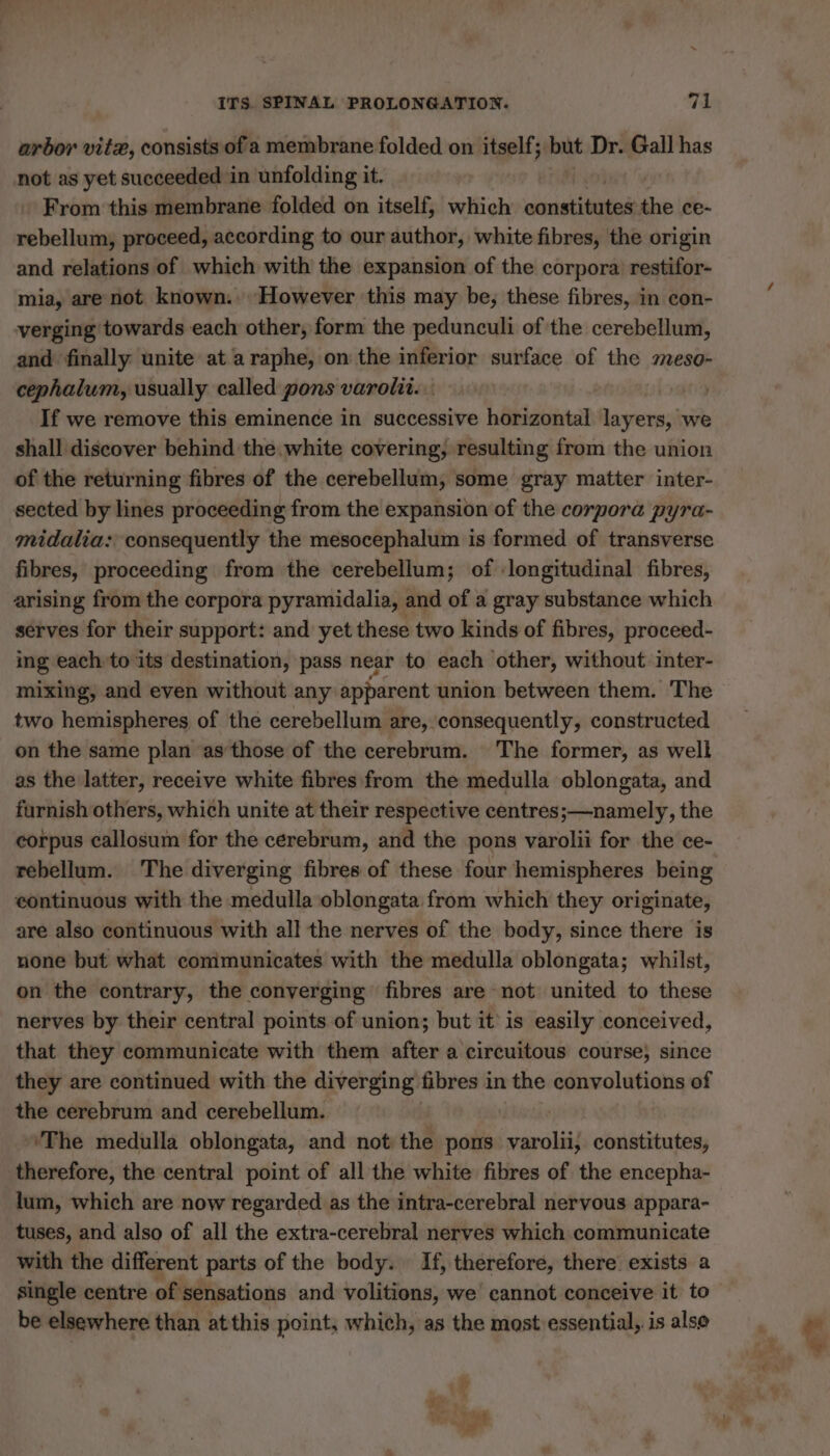 Loi arbor vitæ, consists of a membrane folded on itself; but Dr. Gall has not as yet succeeded in unfolding it. | From thismembrane folded on itself, which contittot the ce- rebellum, proceed, according to our author, white fibres, the origin and relations of which with the expansion of the corpora restifor- mia, are not known. ‘However this may be, these fibres, in con- verging towards each other, form the pedunculi of the cerebellum, and finally unite at a raphe, on the inferior surface of the meso- cephalum, usually called pons varolit.. | If we remove this eminence in successive horizontal layers, we shall discover behind the white covering, resulting from the union of the returning fibres of the cerebellum, some gray matter inter- sected by lines proceeding from the expansion of the corpora pyra- midalia: consequently the mesocephalum is formed of transverse fibres, proceeding from the cerebellum; of longitudinal fibres, arising from the corpora pyramidalia, and of a gray substance which sérves for their support: and yet these two kinds of fibres, proceed- ing each to its destination, pass near to each other, without inter- mixing, and even without any apparent union between them. The two hemispheres of the cerebellum are, consequently, constructed on the same plan as-those of the cerebrum. The former, as well as the latter, receive white fibres from the medulla oblongata, and furnish others, which unite at their respective centres;—namely, the corpus callosum for the cerebrum, and the pons varolii for the ce- rebellum. The diverging fibres of these four hemispheres being continuous with the medulla oblongata from which they originate, are also continuous with all the nerves of the body, since there is none but what communicates with the medulla oblongata; whilst, on the contrary, the converging fibres are not united to these nerves by their central points of union; but it is easily conceived, that they communicate with them after a circuitous course, since they are continued with the diverging fibres in the convolutions of the cerebrum and cerebellum. ‘The medulla oblongata, and not the pons varolii constitutes, therefore, the central point of all the white fibres of the encepha- lum, which are now regarded as the intra-cerebral nervous appara- tuses, and also of all the extra-cerebral nerves which communicate with the different parts of the body. If, therefore, there exists a single centre of sensations and volitions, we cannot conceive it to be elsewhere than atthis point, which, as the most essential, is alse Ee
