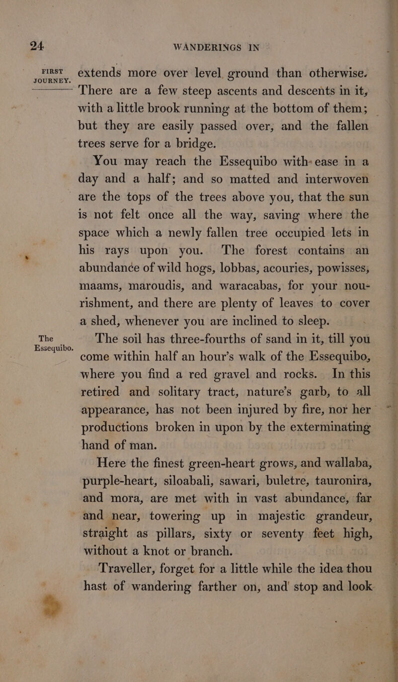 FIRST JOURNEY. The Essequibo. extends more over level. ground than otherwise. There are a few steep ascents and descents in it, but they are easily passed over, and the fallen trees serve for a bridge. You may reach the Essequibo with: ease in a are the tops of the trees above you, that the sun is not felt once all the way, saving where the space which a newly fallen tree occupied lets in his rays upon you. The forest contains an abundance of wild hogs, lobbas, acouries, powisses, maams, maroudis, and waracabas, for your nou- rishment, and there are plenty of leaves to cover a shed, whenever you are inclined to sleep. The soil has three-fourths of sand in it, till you come within half an hour’s walk of the Essequibo, where you find a red gravel and rocks. In this retired and solitary tract, nature’s garb, to all productions broken in upon by the exterminating hand of man. Here the finest green-heart grows, and wallaba, purple-heart, siloabali, sawari, buletre, tauronira, straight as pillars, sixty or seventy feet high, without a knot or branch. Traveller, forget for a little while the idea thou eID, BEN Rs ee