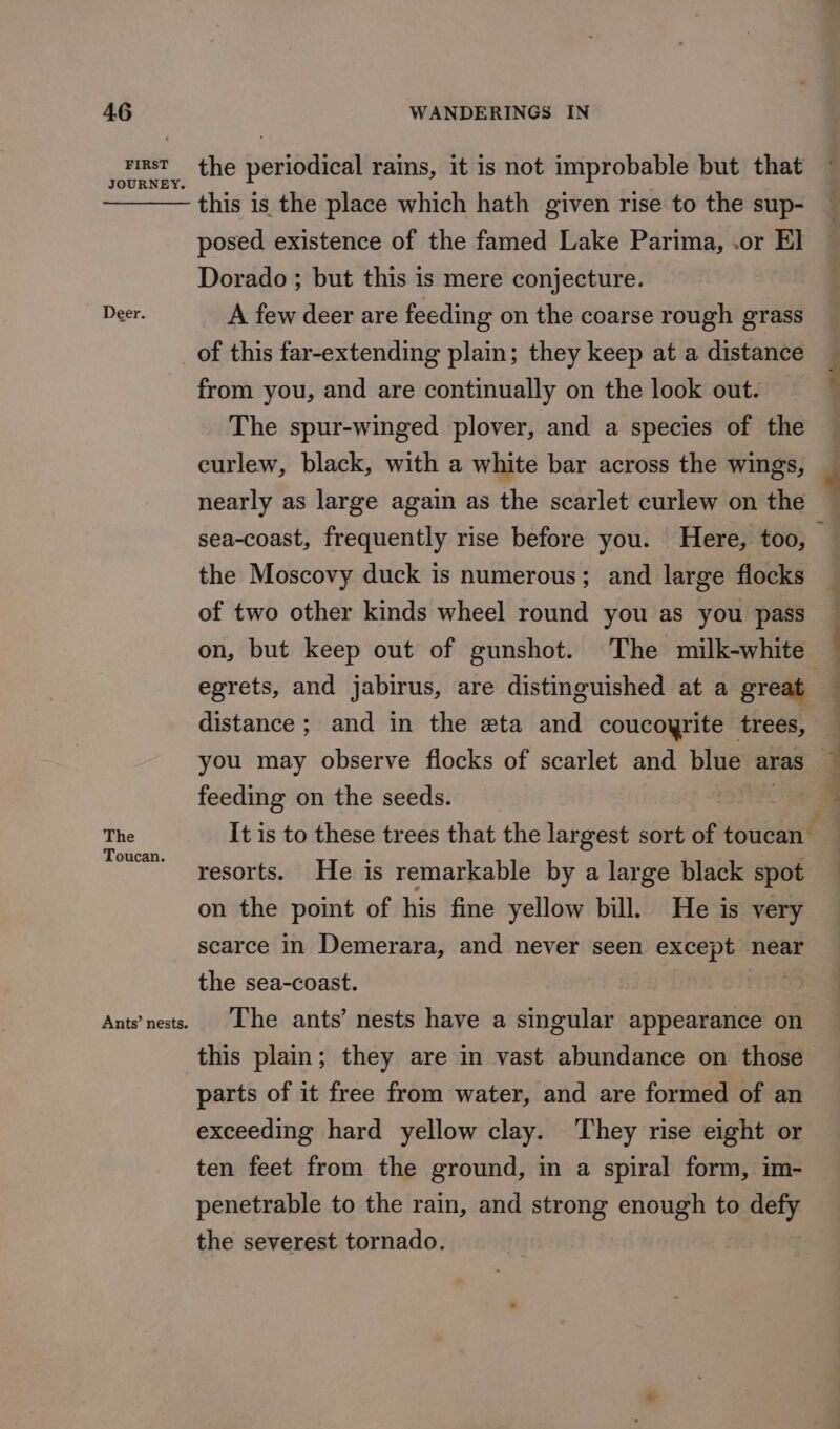 FIRST JOURNEY. The Toucan. Ants’ nests. the periodical rains, it is not improbable but that this is the place which hath given rise to the sup- posed existence of the famed Lake Parima, .or E] Dorado ; but this is mere conjecture. A few deer are feeding on the coarse rough grass of this far-extending plain; they keep at a distance from you, and are continually on the look out. The spur-winged plover, and a species of the curlew, black, with a white bar across the wings, nearly as large again as the scarlet curlew on the the Moscovy duck is numerous; and large flocks of two other kinds wheel round you as you pass on, but keep out of gunshot. The milk-white En distance ; and in the eta and coucoyrite trees, feeding on the seeds. resorts. He is remarkable by a large black spot on the point of his fine yellow bill. He is very scarce in Demerara, and never seen except near the sea-coast. | The ants’ nests have a singular appearance on this plain; they are in vast abundance on those parts of it free from water, and are formed of an exceeding hard yellow clay. They rise eight or ten feet from the ground, in a spiral form, im- penetrable to the rain, and strong enough to defy the severest tornado.