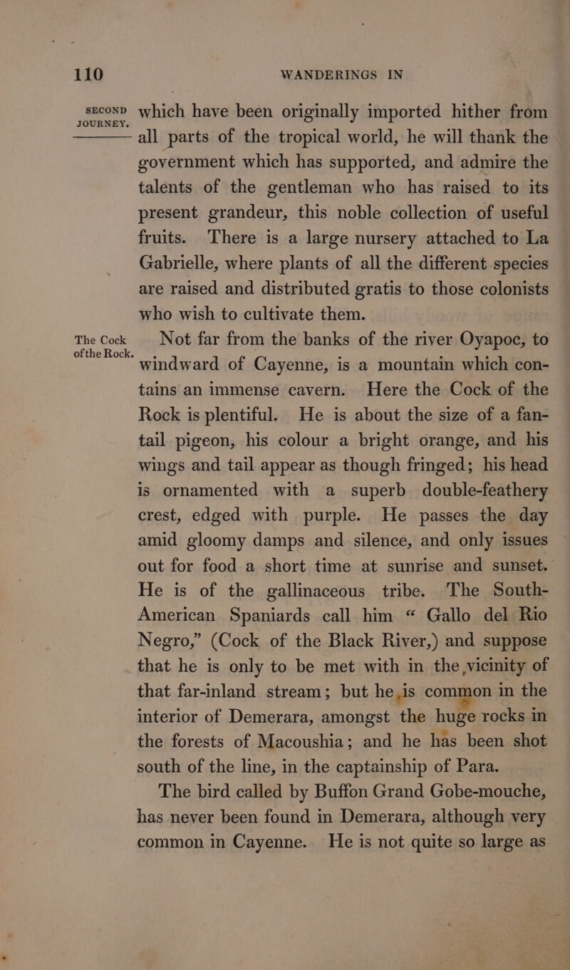 SECOND JOURNEY. The Cock ofthe Rock. which have been originally imported hither from all parts of the tropical world, he will thank the government which has supported, and admire the talents of the gentleman who has raised to its present grandeur, this noble collection of useful fruits. There is a large nursery attached to La Gabrielle, where plants of all the different species are raised and distributed gratis to those colonists who wish to cultivate them. Not far from the banks of the river Oyapoc, to windward of Cayenne, is a mountain which con- tains an immense cavern. Here the Cock of the Rock is plentiful. He is about the size of a fan- tail pigeon, his colour a bright orange, and his wings and tail appear as though fringed; his head is ornamented with a superb double-feathery crest, edged with purple. He passes the day amid gloomy damps and silence, and only issues out for food a short time at sunrise and sunset. He is of the gallinaceous tribe. The South- American Spaniards call him “ Gallo del Rio Negro,” (Cock of the Black River,) and suppose that he is only to be met with in the vicinity of that far-inland stream; but he os common in the interior of Demerara, amongst the huge rocks in the forests of Macoushia; and he has been shot south of the line, in the captainship of Para. The bird called by Buffon Grand Gobe-mouche, has never been found in Demerara, although very common in Cayenne. He is not quite so large as