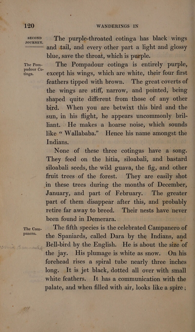 SECOND The Pom- tinga. The Cam- panero. The purple-throated cotinga has black wings and tail, and every other part a light and glossy | blue, save the throat, which is purple. The Pompadour cotinga is entirely purple, except his wings, which are white, their four first feathers tipped with brown. The great coverts of the wings are stiff, narrow, and pointed, being shaped quite different from those of any other bird. When you are betwixt this bird and the sun, in his flight, he appears uncommonly bril- liant. He makes a hoarse noise, which sounds like “ Wallababa.” Hence his name amongst the Indians. None of these three cotingas have a song. They feed on the hitia, siloabali, and bastard siloabali seeds, the wild guava, the fig, and other fruit trees. of the forest. They are easily shot January, and part of February. The greater part of them disappear after this, and probably retire far away to breed. Their nests have never been found in Demerara. The fifth species is the celebrated Ciuipandl of the Spaniards, called Dara by the Indians, and the jay. His plumage is white as snow. On his forehead rises a spiral tube nearly three inches long. It is jet black, dotted all over with small white feathers. It has a communication with the palate, and when filled with air, looks like a spire ;