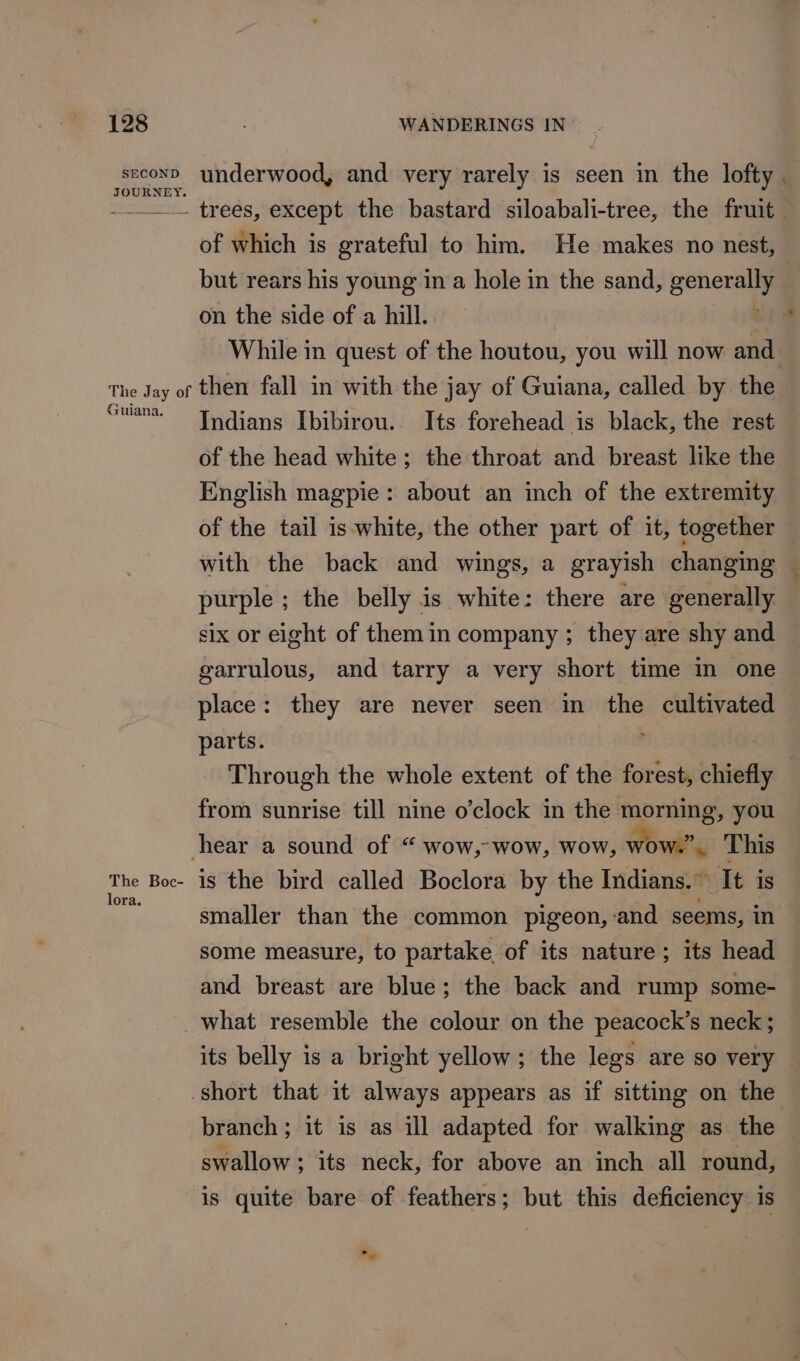 SECOND JOURNEY. underwood, and very rarely is seen in the lofty . of which is grateful to him. He makes no nest, but rears his young in a hole in the sand, general on the side of a hill. While in quest of the houtou, you will now and Guiana. The Boc- lora. Indians Ibibirou. Its forehead is black, the rest of the head white; the throat and breast like the English magpie: about an inch of the extremity of the tail is white, the other part of it, together with the back and wings, a grayish changing ~ purple ; the belly is white: there are generally six or eight of them in company ; they are shy and garrulous, and tarry a very short time in one place: they are never seen in the cultivated parts. ; Through the whole extent of the forest, chiefly from sunrise till nine o'clock in the morning, you is the bird called Boclora by the Indians.” It is smaller than the common pigeon, :and seems, in some measure, to partake of its nature; its head and breast are blue; the back and rump some- what resemble the colour on the peacock’s neck; its belly is a bright yellow; the legs are so very — branch; it is as ill adapted for walking as the — swallow ; its neck, for above an inch all round, is quite bare of feathers; but this deficiency is ba a