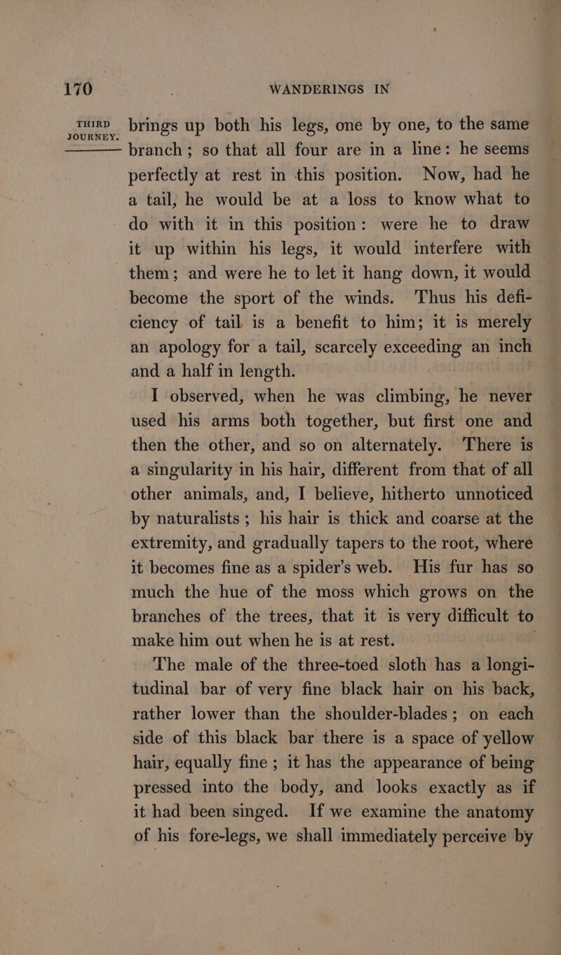 THIRD JOURNEY. brings up both his legs, one by one, to the same branch; so that all four are in a line: he seems perfectly at rest in this position. Now, had he a tail, he would be at a loss to know what to do with it in this position: were he to draw it up within his legs, it would interfere with them; and were he to let it hang down, it would become the sport of the winds. Thus his defi- ciency of tail is a benefit to him; it is merely an apology for a tail, scarcely exceeding an inch and a half in length. I observed, when he was climbing, he never used his arms both together, but first one and then the other, and so on alternately. There is a singularity in his hair, different from that of all other animals, and, I believe, hitherto unnoticed by naturalists ; his hair is thick and coarse at the extremity, and gradually tapers to the root, where it becomes fine as a spider’s web. His fur has so much the hue of the moss which grows on the branches of the trees, that it is very difficult to make him out when he is at rest. . The male of the three-toed sloth has a longi- tudinal bar of very fine black hair on his back, rather lower than the shoulder-blades; on each side of this black bar there is a space of yellow hair, equally fine ; it has the appearance of being pressed into the body, and looks exactly as if it had been singed. If we examine the anatomy of his fore-legs, we shall immediately perceive by