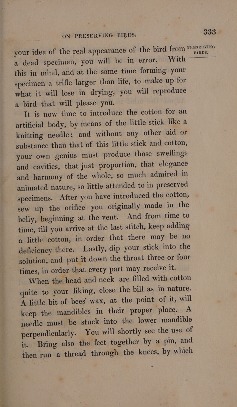 a dead specimen, you will be in error. With this in mind, and at the same time formmg your specimen a trifle larger than life, to make up for a bird that will please you. It is now time to introduce the cotton for an artificial body, by means of the little stick like a knitting needle; and without any other aid or your own genius must produce those swellings and cavities, that just proportion, that elegance and harmony of the whole, so much admired in animated nature, so little attended to in preserved specimens. After you have introduced the cotton, sew up the orifice you originally made in the time, till you arrive at the last stitch, keep adding a little cotton, in order that there may be no deficiency there. Lastly, dip your stick into the solution, and put it down the throat three or four times, in order that every part may receive it. When the head and neck are filled with cotton quite to your liking, close the bill as in nature. A little bit of bees’ wax, at the point of it, will keep the mandibles in their proper place. A needle must be stuck into the lower mandible perpendicularly. You will shortly see the use of it. Bring also the feet together by a pin, and then run a thread through the knees, by which at