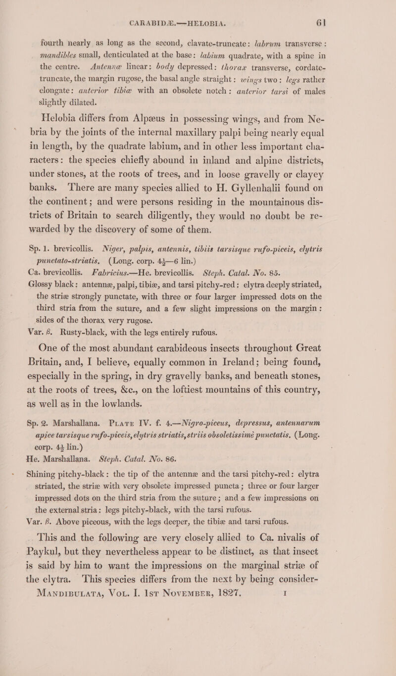 CARABID&amp;.—HELOBIA. 6} fourth nearly as long as the second, clavate-truncate: labrum transyerse : mandibles small, denticulated at the base: lahium quadrate, with a spine in the centre. Antenne linear: body depressed: thorax transverse, cordate- truncate, the margin rugose, the basal angle straight: wings two: legs rather elongate: anterior tibie with an obsolete notch: anterior tarsi of males slightly dilated. Helobia differs from Alpzeus in possessing wings, and from Ne- bria by the joints of the internal maxillary palpi being nearly equal in length, by the quadrate labium, and in other less important cha- racters: the species chiefly abound in inland and alpine districts, under stones, at the roots of trees, and in loose gravelly or clayey banks. ‘There are many species allied to H. Gyllenhalii found on the continent; and were persons residing in the mountainous dis- tricts of Britain to search diligently, they would no doubt be re- warded by the discovery of some of them. Sp- 1. brevicollis. Niger, palpis, antennis, tibiis tarsisque rufo-piceis, elytris punctato-striatis, (Long. corp. 44—6 lin.) Ca. brevicollis. Fabricius.—He. brevicollis. Steph. Catal. No. 85. Glossy black: antenne, palpi, tibia, and tarsi pitchy-red: elytra deeply striated, the strie strongly punctate, with three or four larger impressed dots on the third stria from the suture, and a few slight impressions on the margin: sides of the thorax very rugose. Var. &amp;. Rusty-black, with the legs entirely rufous. One of the most abundant carabideous insects throughout Great Britain, and, I believe, equally common in Ireland; being found, especially in the spring, in dry gravelly banks, and beneath stones, at the roots of trees, &amp;c., on the loftiest mountains of this country, as well as in the lowlands. Sp. 2. Marshallana. Prare IV. f. 4.—Nigro-piceus, depressus, antennarum apice tarsisque rufo-piceis, elytris striatis, strits obsoletissimé punctatis, (Long. corp. 43 lin.) He. Marshallana. Steph. Catal. No. 86. Shining pitchy-black: the tip of the antenne and the tarsi pitchy-red: elytra striated, the strie with very obsolete impressed puncta; three or four larger impressed dots on the third stria from the suture; and a few impressions on the external stria: legs pitchy-black, with the tarsi rufous. Var. &amp;. Above piceous, with the legs deeper, the tibie and tarsi rufous. .. This and the following are very closely allied to Ca. nivalis of Paykul, but they nevertheless appear to be distinct, as that insect is said by him to want the impressions on the marginal strie of the elytra. This species differs from the next by being consider-