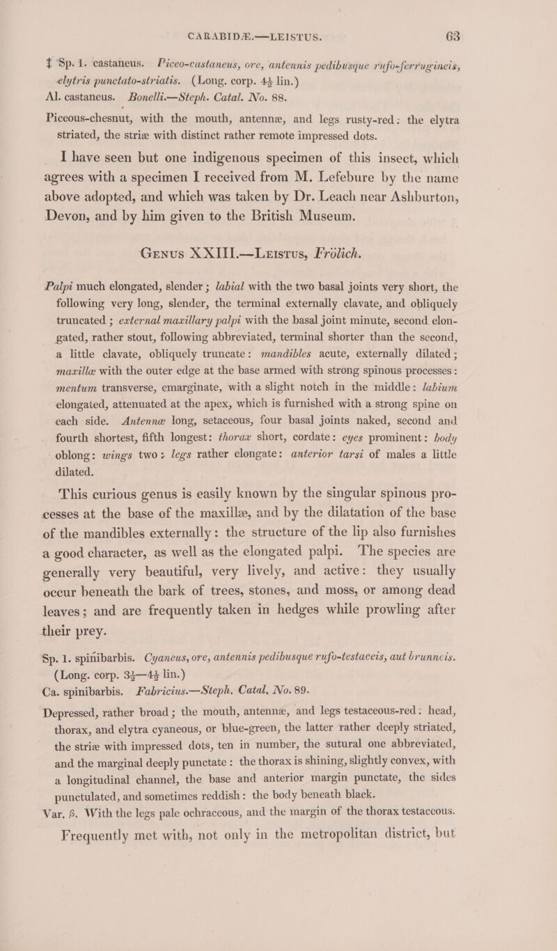 { ‘Sp. 1. castaneus. Pceo-castaneus, ore, antennis pedibusque rufo~ferrugineis, elytris punctato-striatis. (Long. corp. 43 lin.) Al. castaneus. Bonelli.—Steph. Catal. No. 88. Piceous-chesnut, with the mouth, antenne, and legs rusty-red: the elytra striated, the strie with distinct rather remote impressed dots. _ Ihave seen but one indigenous specimen of this insect, which agrees with a specimen I received from M. Lefebure by the name above adopted, and which was taken by Dr. Leach near Ashburton, Devon, and by him given to the British Museum. Genus X XIII.—Leistus, Frolich. Palpi much elongated, slender ; labial with the two basal joints very short, the following very long, slender, the terminal externally clavate, and obliquely truncated ; external mavillary palpi with the basal joint minute, second elon- gated, rather stout, following abbreviated, terminal shorter than the second, a little clavate, obliquely truncate: mandibles acute, externally dilated ; maxille with the outer edge at the base armed with strong spinous processes : mentum transverse, emarginate, with a slight notch in the middle: labiuwm elongated, attenuated at the apex, which is furnished with a strong spine on each side. Antenne long, setaceous, four basal joints naked, second and fourth shortest, fifth longest: thorax short, cordate: eyes prominent: body oblong: wings two: legs rather elongate: anterior tarsi of males a little dilated. This curious genus is easily known by the singular spinous pro- cesses at the base of the maxille, and by the dilatation of the base of the mandibles externally: the structure of the lip also furnishes a good character, as well as the elongated palpi. ‘The species are generally very beautiful, very lively, and active: they usually occur beneath the bark of trees, stones, and moss, or among dead leaves; and are frequently taken in hedges while prowling after their prey. Sp. 1. spinibarbis. Cyaneus, ore, antennis pedibusque rufo-testaceis, aut brunneis. (Long. corp. 33—4¢ lin.) Ca. spinibarbis. Fabricius.—Steph. Catal, No. 89. Depressed, rather broad ; the mouth, antenne, and legs testaceous-red: head, thorax, and elytra cyaneous, or blue-green, the latter rather deeply striated, the strie with impressed dots, ten in number, the sutural one abbreviated, and the marginal deeply punctate: the thorax is shining, slightly convex, with a longitudinal channel, the base and anterior margin punctate, the sides punctulated, and sometimes reddish : the body beneath black. Var. 6. With the legs pale ochraceous, and the margin of the thorax testaceous. Frequently met with, not only in the metropolitan district, but