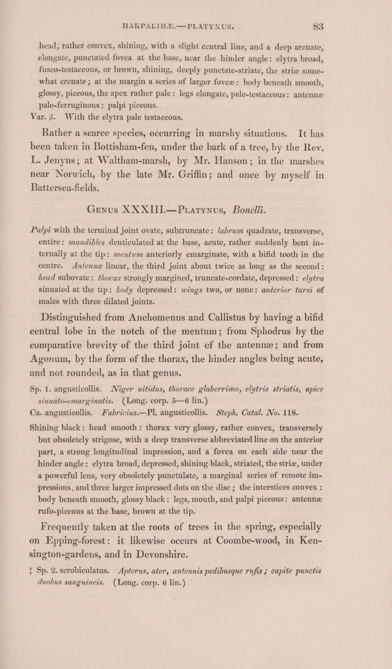 head, rather convex, shining, with a slight central line, and a deep arcuate, elongate, punctated fovea at the base, near the hinder angle: elytra broad, fusco-testaceous, or brown, shining, deeply punctate-striate, the striz some- what crenate ; at the margin a series of larger fovee: body beneath smooth, glossy, piceous, the apex rather pale: legs elongate, pale-testaceous: antenne pale-ferruginous : palpi piceous. | Var. 6. With the elytra pale testaceous. Rather a scarce species, occurring in marshy situations. It has been taken in Bottisham-fen, under the bark of a tree, by the Rev. L. Jenyns; at Waltham-marsh, by Mr. Hanson; in the marshes near Norwich, by the late Mr. Griffin; and once by myself in Battersea-fields. Genus XX XIII.—Puatynus, Bonelli. Palpi with the terminal joint ovate, subtruncate: labrum quadrate, transverse, entire: mandibles denticulated at the base, acute, rather suddenly bent in- ternally at the tip: mentum anteriorly emarginate, with a bifid tooth in the centre. Antenne linear, the third joint about twice as long as the second: head subovate: thorax strongly margined, truncate-cordate, depressed: elytra sinuated at the tip: body depressed: wings two, or none: anterior tarsi of males with three dilated joints. _ Distinguished from Anchomenus and Callistus by having a bifid central lobe in the notch of the mentum; from Sphodrus by the comparative brevity of the third joint cf the antennze; and from Agonum, by the form of the thorax, the hinder angles being acute, and not rounded, as in that genus. Sp. 1. angusticollis. Miger nitidus, therace glaberrimo, elytris striatis, apice sinuato-emarginatis. (Long. corp. 5—6 lin.) Ca. angusticollis. Fabricius.—Pl, angusticollis. Steph. Catal. No. 118. Shining black: head smooth: thorax very glossy, rather convex, transversely but obsoletely strigose, with a deep transverse abbreviated line on the anterior part, a strong longitudinal impression, and a fovea on each side near the hinder angle: elytra broad, depressed, shining black, striated, the strie, under a powerful lens, very obsoletely punctulate, a marginal series of remote im- pressions, and three larger impressed dots on the disc ; the interstices convex : body beneath smooth, glossy black: legs, mouth, and palpi piceous: antenne rufo-piceous at the base, brown at the tip. Frequently taken at the roots of trees in the spring, especially on Epping-forest: it likewise occurs at Coombe-wood, in Ken- sington-gardens, and in Devonshire. } Sp. 2. scrobiculatus. Apterus, ater, antennis pedibusque rufis ; capite punctis duobus sanguineis. (Long. corp. 6 lin.) -