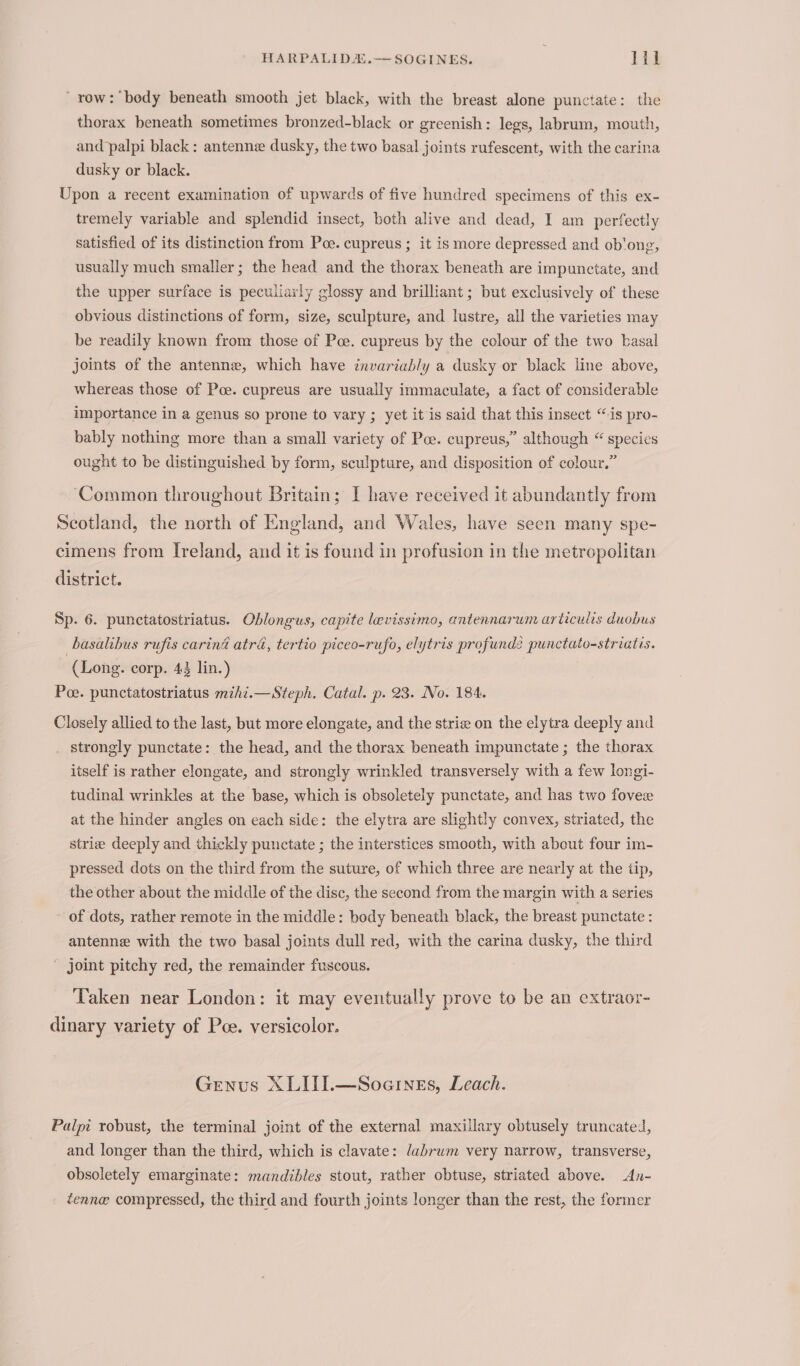 HARPALIDA.—SOGINES. Lh row: body beneath smooth jet black, with the breast alone punctate: the thorax beneath sometimes bronzed-black or greenish: legs, labrum, mouth, and palpi black: antenne dusky, the two basal joints rufescent, with the carina dusky or black. Upon a recent examination of upwards of five hundred specimens of this ex- tremely variable and splendid insect, both alive and dead, I am_ perfectly satisfied of its distinction from Poe. cupreus ; it is more depressed and ob‘ong, usually much smaller; the head and the thorax beneath are impunctate, and the upper surface is peculiarly glossy and brilliant; but exclusively of these obvious distinctions of form, size, sculpture, and lustre, all the varieties may be readily known from those of Poe. cupreus by the colour of the two basal joints of the antenne, which have invariably a dusky or black line above, whereas those of Poe. cupreus are usually immaculate, a fact of considerable importance in a genus so prone to vary ; yet it is said that this insect “is pro- bably nothing more than a small variety of Poe. cupreus,” although “ species ought to be distinguished by form, sculpture, and disposition of colour.” ‘Common throughout Britain; I have received it abundantly from Scotland, the north of England, and Wales, have seen many spe- cimens from Ireland, and it is found in profusion in the metropolitan district. Sp. 6. punctatostriatus. Oblongus, capite levissimo, antennarum articulis duobus basalibus rufis carin4 atré, tertio piceo-rufo, elytris profundé punctato-striatis. (Long. corp. 43 lin.) Poe. punctatostriatus miht.—Steph. Catal. p. 23. No. 184. Closely allied to the last, but more elongate, and the strie on the elytra deeply and strongly punctate: the head, and the thorax beneath impunctate ; the thorax itself is rather elongate, and strongly wrinkled transversely with a few longi- tudinal wrinkles at the base, which is obsoletely punctate, and has two fovez at the hinder angles on each side: the elytra are slightly convex, striated, the strie deeply and thickly punctate ; the interstices smooth, with about four im- pressed dots on the third from the suture, of which three are nearly at the tip, the other about the middle of the disc, the second from the margin with a series of dots, rather remote in the middle: body beneath black, the breast punctate : antenne with the two basal joints dull red, with the carina dusky, the third joint pitchy red, the remainder fuscous. Taken near London: it may eventually prove to be an extraor- dinary variety of Poe. versicolor. Genus XLITI.—Soarnes, Leach. Palpi robust, the terminal joint of the external maxillary obtusely truncated, and longer than the third, which is clavate: labrum very narrow, transverse, obsoletely emarginate: mandibles stout, rather obtuse, striated above. An- tenne compressed, the third and fourth joints longer than the rest, the former