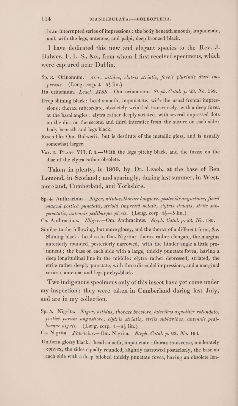 is an interrupted series of impressions: the body beneath smooth, impunctate, and, with the legs, antenne, and palpi, deep bronzed black. I have dedicated this new and elegant species to the Rev. J. Bulwer, F.L. S., &amp;e., from whom I first received specimens, which were captured near Dublin. Sp. 3. Orinomum. After, nitidus, elytris striatis, fove's plurimis disct im- pressis. (Long. corp. 4—5% lin.) ' Ha. orinomum. Leach, MSS.—Om. orinomum. Steph. Catal. p. 23. No. 188. Deep shining black: head smooth, impunctate, with the usual frontal impres- sions: thorax subcordate, obsoletely wrinkled transversely, with a deep fovea at the basal angles: elytra rather deeply striated, with several impressed dots on the disc on the second and third interstice from the suture on each side: body beneath and legs black. Resembles Om. Bulwerii; but is destitute of the metallic gloss, and is usually somewhat larger. Var. 6. Prats VII. f. 3.—With the legs pitchy black, and the fovee on the disc of the elytra rather obsolete. Taken in plenty, in 1809, by Dr. Leach, at the base of Ben Lomond, in Scotland; and sparingly, during last summer, in West- moreland, Cumberland, and Yorkshire. Sp. 4. Anthracinus. Niger, nitidus, thorace longiore, posterius angustiore, foved magni postica punctatd, striola impressd notatd, elytris striatis, striis sub- punctatis, antennis pedibusque piceis. (Long. corp. 44—6 lin.) Ca. Anthracinus. Jlliger—Om. Anthracinus. Steph. Catal. p. 23. No. 189. Similar to the following, but more glossy, and the thorax of a different form, &amp;c. Shining black: head as in Om. Nigrita: thorax rather elongate, the margins anteriorly rounded, posteriorly narrowed, with the hinder angle a little pro- minent ; the base on each side with a large, thickly punctate fovea, having a deep longitudinal line in the middle: elytra rather depressed, striated, the strie rather deeply punctate, with three discoidal impressions, and a marginal series: antenne and legs pitchy-black. Two indigenous specimens only of this insect have yet come under my Inspection; they were taken in Cumberland during last July, and are in my collection. Sp. 5. Nigrita. Miger, nitidus, thorace breviore, lateribus equaliter rotundato, postice parum angustiore, elytris striatis, striis sublevibus, antennis pedi- busque nigris. (Long. corp. 4—53 lin.) va. Nigrita. Fabricius.—Om. Nigrita. Steph. Catal. p. 23. No. 190. Uniform glossy black: head smooth, impunctate : thorax transverse, moderately convex, the sides equally rounded, slightly narrowed posteriorly, the base on each side with a deep bilobed thickly punctate fovea, having an obsolete lon-