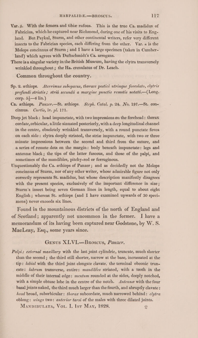 Var. g. With the femora and tibie rufous. This is the true Ca. madidus of Fabricius, which he captured near Richmond, during one of his visits to Eng- land. But Paykul, Sturm, and other continental writers, refer very different insects to the Fabrician species, each differing from the other. Var. « is the Molops concinnus of Sturm ; and I have a large specimen (taken in Cumber- land) which agrees with Duftschmidt’s Ca. arrogans. There is a singular variety in the British Museum, having the elytra transversely wrinkled throughout ; the Ha. crenulatus of Dr. Leach. Common throughout the country. Sp. 2. ethiops. Aterrimus subopacus, thorace posticé utrinque foveolato, elytris profunde striatis ; stria. secundé a margine punctis remotis notaté.—(Long. corp. 54—6 lin.) Ca. ethiops. Panzer.—St. ethiops. Steph. Catal. p. 24. No. 197.—St. con- cinnus. Curtis, iv. pl. 171. | Deep jet black: head impunctate, with two impressions on the forehead: thorax cordate, orbicular, a little sinuated posteriorly, with a deep longitudinal channel in the centre, obsoletely wrinkled transversely, with a round punctate fovea on each side: elytra deeply striated, the strie impunctate, with two or three minute impressions between the second and third from the suture, and a series of remote dots on the margin: body beneath impunctate: legs and antenne black; the tips of the latter fuscous, and those of the palpi, and sometimes of the mandibles, pitchy-red or ferruginous. Unquestionably the Ca. ethiops of Panzer; and as decidedly not the Molops concinnus of Sturm, nor of any other writer, whose admirable figure not only correctly represents St. madidus, but whose description manifestly disagrees with the present species, exclusively of the important difference in size ; Sturm’s insect being seven German lines in length, equal to about eight English ; whereas St. ethiops (and I have examined upwards of 30 speci- mens) never exceeds six lines. Found in the mountainous districts of the north of England and of Scotland; apparently not uncommon in the former. I have a memorandum of its having been captured near Godstone, by W. S. MacLeay, Esq., some years since. Genus XLVI.—Broscus, Panzer. Palpi; external mazillary with the last joint cylindric, truncate, much shorter than the second ; the third still shorter, narrow at the base, incrassated at the tip: labial with the third joint elongate clavate, the terminal obconic trun- _ cate: labrum transverse, entire: mandibles striated, with a tooth in the middle of their internal edge: mentum rounded at the sides, deeply notched, with a simple obtuse lobe in the centre of the notch. Antenne with the four basal joints naked, the third much larger than the fourth, and abruptly clavate : head broad, suborbicular: thorax subcordate, much narrowed behind: elytra oblong: wings two: anterior tarsi of the males with three dilated joints. Manpipunata, Vou. I. lst May, 1828. Q