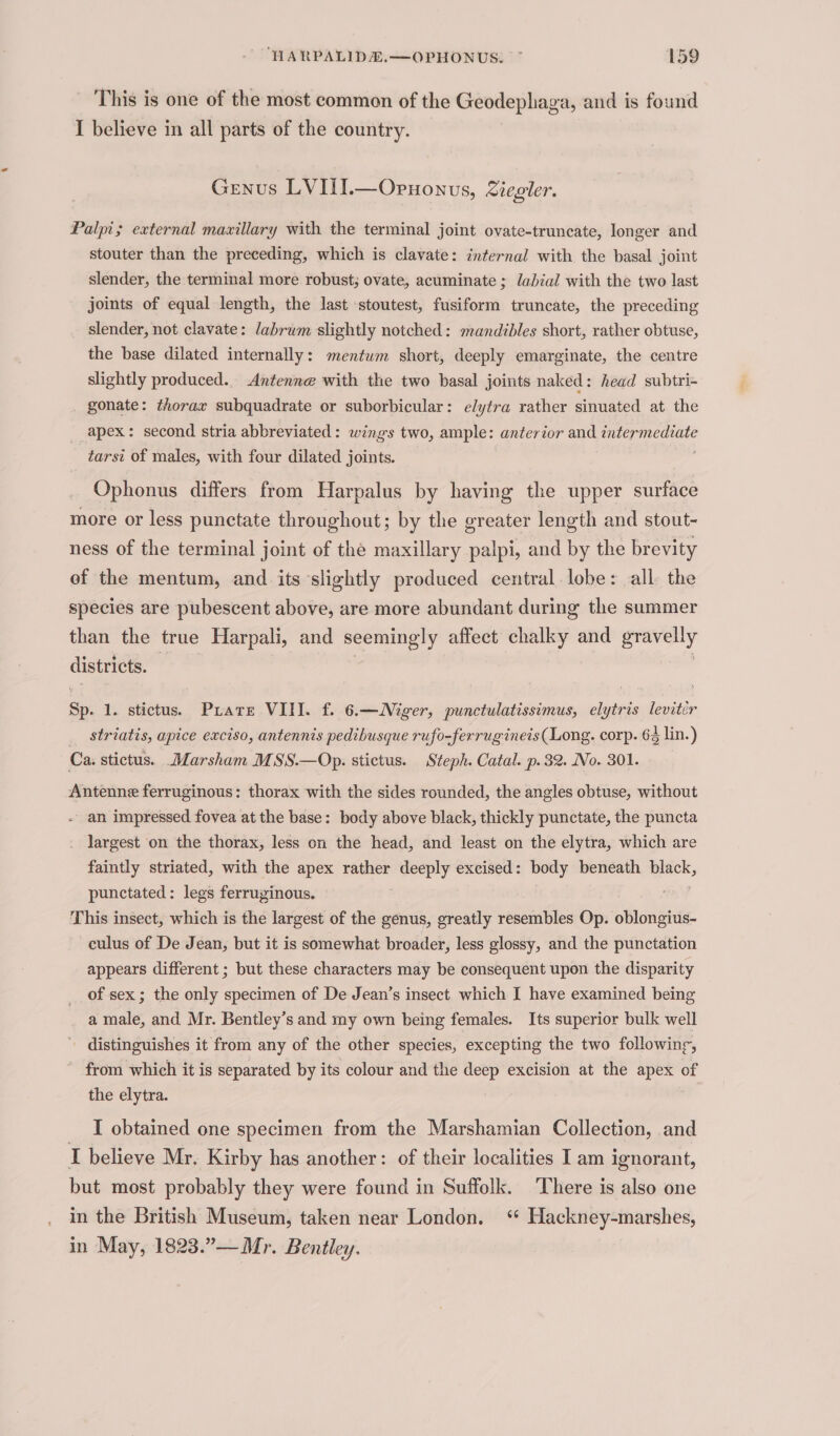 This is one of the most common of the Geodephaga, and is found I believe in all parts of the country. Genus LVIII.—Opnonus, Ziegler. Palpi; external mawillary with the terminal joint ovate-truncate, longer and stouter than the preceding, which is clavate: internal with the basal joint slender, the terminal more robust; ovate, acuminate ; lajial with the two last joints of equal length, the last stoutest, fusiform truncate, the preceding slender, not clavate: labrum slightly notched: mandibles short, rather obtuse, the base dilated internally: mentum short, deeply emarginate, the centre slightly produced. Antenne with the two basal joints naked: head subtri- gonate: thorax subquadrate or suborbicular: elytra rather sinuated at the apex: second stria abbreviated: wings two, ample: anterior and intermediate tarsi of males, with four dilated joints. ; Ophonus differs from Harpalus by having the upper surface more or less punctate throughout; by the greater length and stout- ness of the terminal joint of the maxillary palpi, and by the brevity of the mentum, and its slightly produced central. lobe: all the species are pubescent above, are more abundant during the summer than the true Harpali, and seemingly affect chalky and geaveny districts. a 1. stictus. Puare VIII. f. 6.—Niger, punctulatissimus, elytris leviter striatis, apice exciso, antennis pedihusque rufo-ferrugineis (Long. corp. 63 lin.) Ca, stictus. Marsham MSS.—Op. stictus. Steph. Catal. p. 32. No. 301. Antenne ferruginous: thorax with the sides rounded, the angles obtuse, without - an impressed fovea at the base: body above black, thickly punctate, the puncta largest on the thorax, less on the head, and least on the elytra, which are faintly striated, with the apex rather vais! excised: body beneath iok, punctated: legs ferruginous. This insect, which is the largest of the genus, greatly resembles Op. bisa. culus of De Jean, but it is somewhat broader, less glossy, and the punctation appears different ; but these characters may be consequent upon the disparity of sex ; the only specimen of De Jean’s insect which I have examined being a male, and Mr. Bentley’s and my own being females. Its superior bulk well ' distinguishes it from any of the other species, excepting the two following, from which it is separated by its colour and the deep excision at the apex of the elytra. I obtained one specimen from the Marshamian Collection, and i believe Mr. Kirby has another: of their localities I am ignorant, but most probably they were found in Suffolk. There is also one in the British Museum, taken near London. ‘ Hackney-marshes, in May, 1823.”—Mr. Bentley.