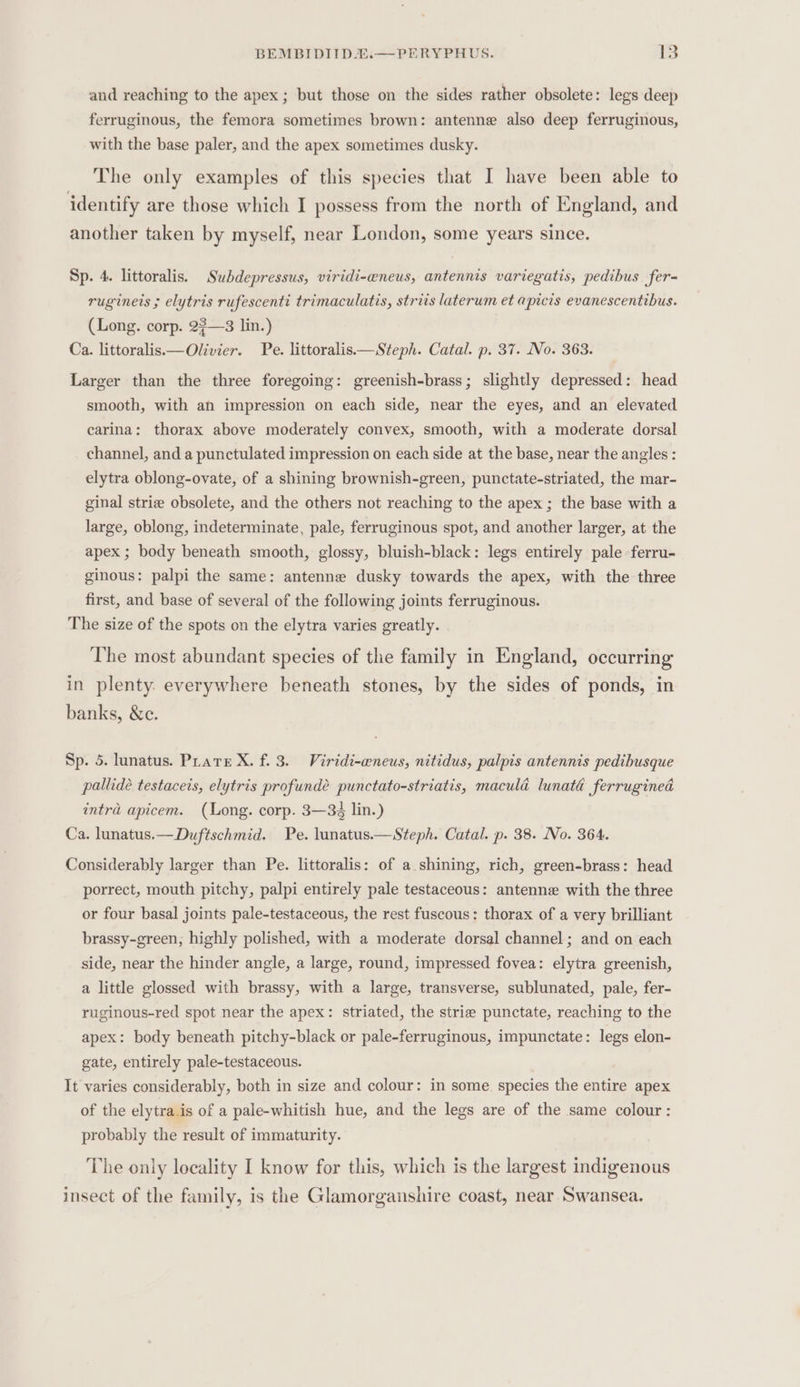 and reaching to the apex ; but those on the sides rather obsolete: legs deep ferruginous, the femora sometimes brown: antenne also deep ferruginous, with the base paler, and the apex sometimes dusky. The only examples of this species that I have been able to identify are those which I possess from the north of England, and another taken by myself, near London, some years since. Sp. 4. littoralis. Subdepressus, viridi-eneus, antennis variegatis, pedibus fer- rugineis ; elytris rufescenti trimaculatis, striis laterum et apicis evanescentibus. (Long. corp. 2?—3 lin.) Ca. littoralis—Olivier. Pe. littoralis.—Steph. Catal. p. 37. No. 363. Larger than the three foregoing: greenish-brass; slightly depressed: head smooth, with an impression on each side, near the eyes, and an elevated carina: thorax above moderately convex, smooth, with a moderate dorsal channel, and a punctulated impression on each side at the base, near the angles : elytra oblong-ovate, of a shining brownish-green, punctate-striated, the mar- ginal strie obsolete, and the others not reaching to the apex ; the base with a large, oblong, indeterminate, pale, ferruginous spot, and another larger, at the apex ; body beneath smooth, glossy, bluish-black: legs entirely pale -ferru- ginous: palpi the same: antenne dusky towards the apex, with the three first, and base of several of the following joints ferruginous. The size of the spots on the elytra varies greatly. The most abundant species of the family in England, occurring in plenty. everywhere beneath stones, by the sides of ponds, in banks, &amp;c. Sp. 5. lunatus. Plate X. f. 3. Viridi-eneus, nitidus, palpis antennis pedibusque pallide testaceis, elytris profundée punctato-striatis, maculd lunaté ferrugined intra apicem. (Long. corp. 3—3é4 lin.) Ca. lunatus.—Duftschmid. Pe. lunatus.—Steph. Catal. p. 38. No. 364. Considerably larger than Pe. littoralis: of a shining, rich, green-brass: head porrect, mouth pitchy, palpi entirely pale testaceous: antenne with the three or four basal joints pale-testaceous, the rest fuscous: thorax of a very brilliant brassy-green, highly polished, with a moderate dorsal channel; and on each side, near the hinder angle, a large, round, impressed fovea: elytra greenish, a little glossed with brassy, with a large, transverse, sublunated, pale, fer- ruginous-red spot near the apex: striated, the strie punctate, reaching to the apex: body beneath pitchy-black or pale-ferruginous, impunctate: legs elon- gate, entirely pale-testaceous. It varies considerably, both in size and colour: in some species the entire apex of the elytra.is of a pale-whitish hue, and the legs are of the same colour: probably the result of immaturity. The only locality I know for this, which is the largest indigenous insect of the family, is the Glamorganshire coast, near Swansea.