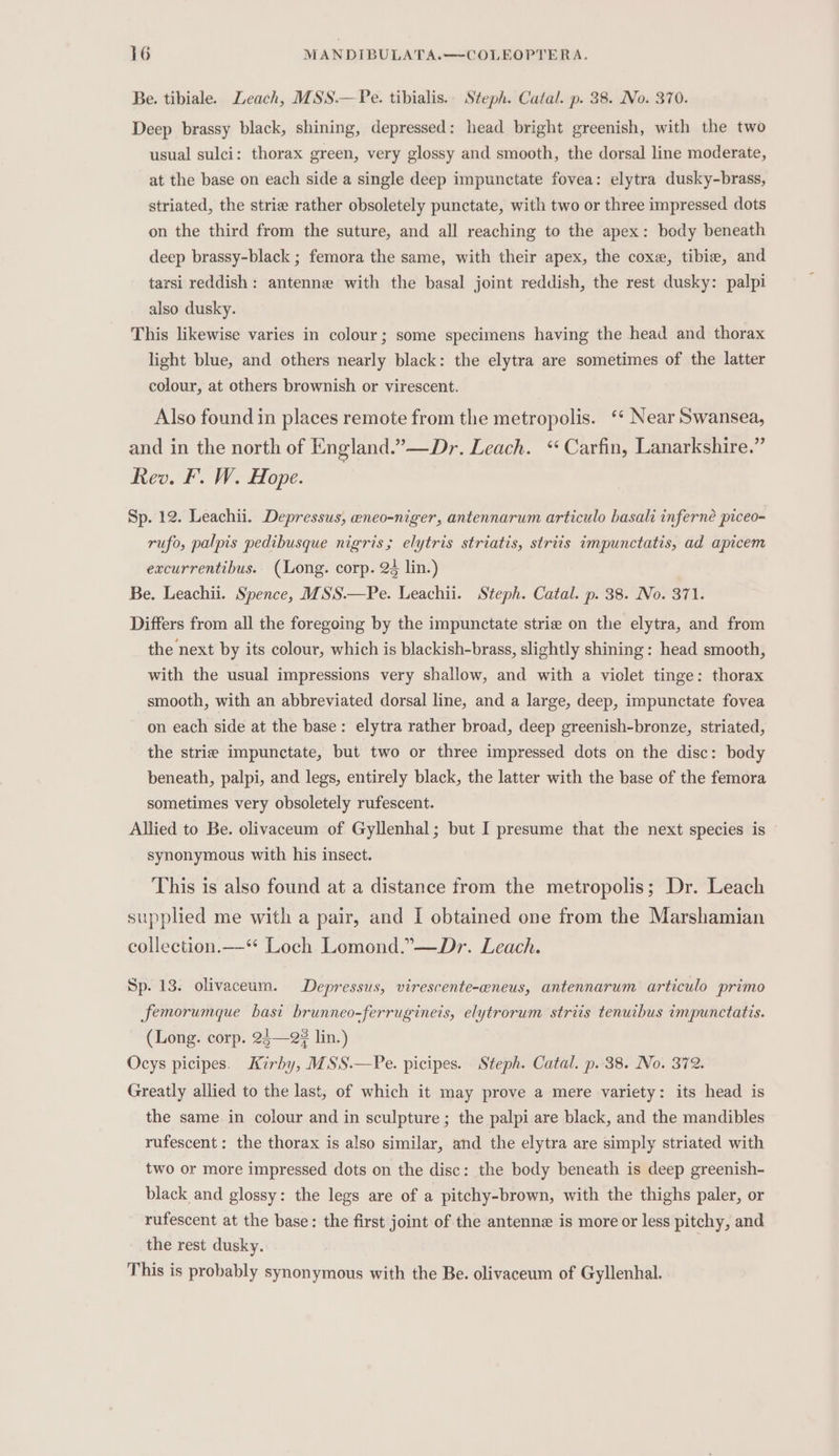 Be. tibiale. Leach, MSS.—Pe. tibialis. Steph. Catal. p. 38. No. 370. Deep brassy black, shining, depressed: head bright greenish, with the two usual sulci: thorax green, very glossy and smooth, the dorsal line moderate, at the base on each side a single deep impunctate fovea: elytra dusky-brass, striated, the strie rather obsoletely punctate, with two or three impressed dots on the third from the suture, and all reaching to the apex: body beneath deep brassy-black ; femora the same, with their apex, the coxe, tibie, and tarsi reddish: antenne with the basal joint reddish, the rest dusky: palpi also dusky. This likewise varies in colour; some specimens having the head and thorax light blue, and others nearly black: the elytra are sometimes of the latter colour, at others brownish or virescent. Also found in places remote from the metropolis. ‘* Near Swansea, and in the north of England.’—Dr. Leach. ‘ Carfin, Lanarkshire.” Rev. F. W. Hope. Sp. 12. Leachii. Depressus, eneo-niger, antennarum articulo basali inferné piceo- rufo, palpis pedibusque nigris; elytris striatis, striis impunctatis, ad apicem excurrentibus.. (Long. corp. 23 lin.) Be. Leachii. Spence, MSS.—Pe. Leachii. Steph. Catal. p. 38. No. 371. Differs from all the foregoing by the impunctate striz on the elytra, and from the next by its colour, which is blackish-brass, slightly shining: head smooth, with the usual impressions very shallow, and with a viclet tinge: thorax smooth, with an abbreviated dorsal line, and a large, deep, impunctate fovea on each side at the base: elytra rather broad, deep greenish-bronze, striated, the strie impunctate, but two or three impressed dots on the disc: body beneath, palpi, and legs, entirely black, the latter with the base of the femora sometimes very obsoletely rufescent. Allied to Be. olivaceum of Gyllenhal; but I presume that the next species is synonymous with his insect. This is also found at a distance from the metropolis; Dr. Leach supplied me with a pair, and I obtained one from the Marshamian collection.—“ Loch Lomond.”—Dr. Leach. Sp. 13. olivaceum. Depressus, virescente-ceneus, antennarum articulo primo femorumque basi brunneo-ferrugineis, elytrorum striis tenuibus impunctatis. (Long. corp. 25—2? lin.) Ocys picipes. Kirby, MSS.—Pe. picipes. Steph. Catal. p. 38. No. 372. Greatly allied to the last, of which it may prove a mere variety: its head is the same in colour and in sculpture ; the palpi are black, and the mandibles rufescent: the thorax is also similar, and the elytra are simply striated with two or more impressed dots on the disc: the body beneath is deep greenish- black and glossy: the legs are of a pitchy-brown, with the thighs paler, or rufescent at the base: the first joint of the antenne is more or less pitchy, and the rest dusky. This is probably Synonymous with the Be. olivaceum of Gyllenhal.