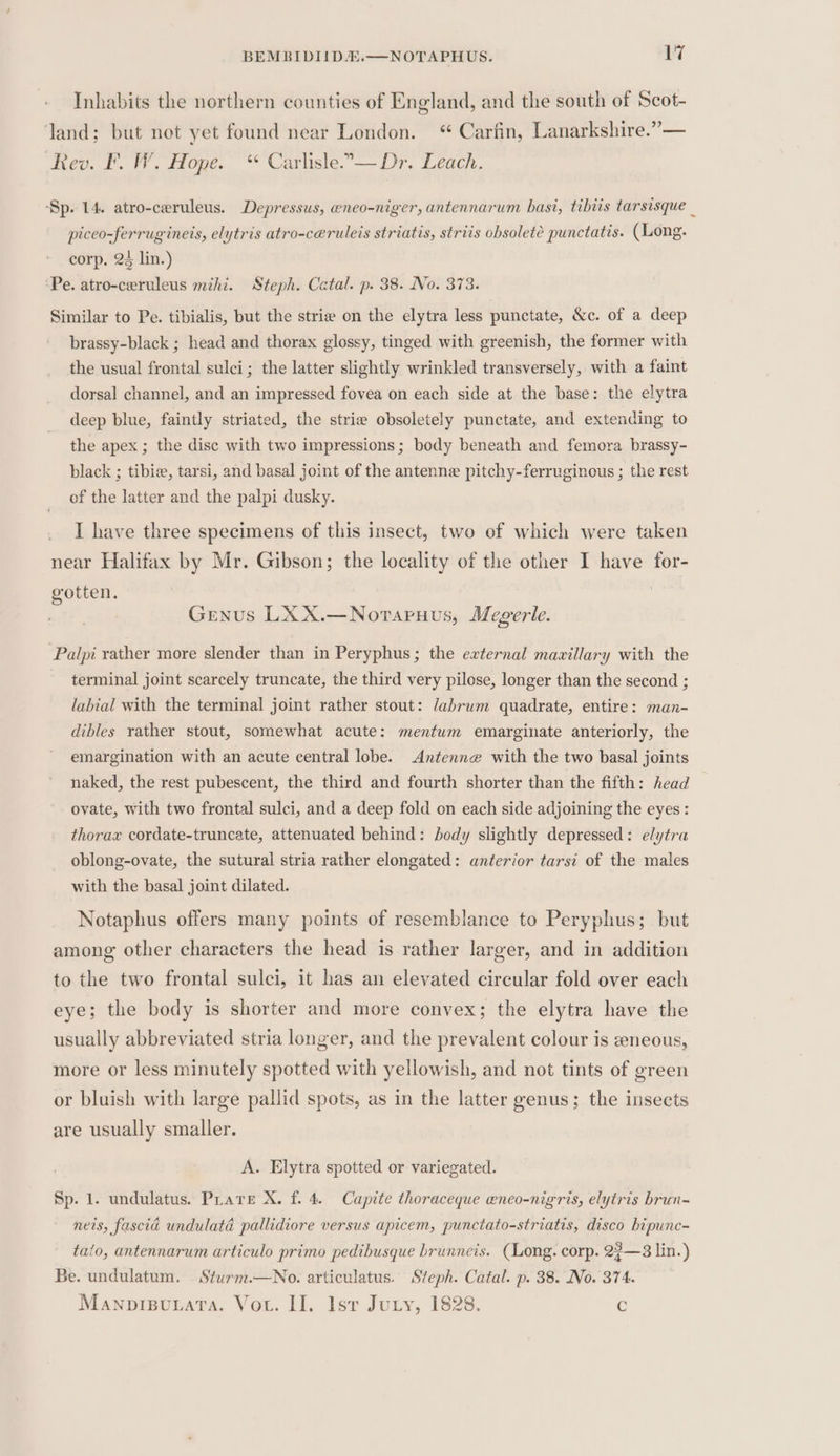 Inhabits the northern counties of England, and the south of Scot- land; but not yet found near London. “ Carfin, Lanarkshire.”— Rev. IF. W. Hope. “ Carlisle.-— Dr. Leach. ‘Sp. 14. atro-ceruleus. Depressus, eneo-niger, antennarum basi, tibiis tarsisque _ piceo-ferrugineis, elytris atro-ceruleis striatis, striis obsolete punctatis. (Long. corp. 2 lin.) ‘Pe. atro-ceruleus mzhi. Steph. Catal. p. 38. No. 373. Similar to Pe. tibialis, but the strie on the elytra less punctate, &amp;c. of a deep brassy-black ; head and thorax glossy, tinged with greenish, the former with the usual frontal sulci; the latter slightly wrinkled transversely, with a faint dorsal channel, and an impressed fovea on each side at the base: the elytra deep blue, faintly striated, the strie obsoletely punctate, and extending to the apex ; the disc with two impressions; body beneath and femora brassy- black ; tibie, tarsi, and basal joint of the antenne pitchy-ferruginous ; the rest of the latter and the palpi dusky. I have three specimens of this insect, two of which were taken near Halifax by Mr. Gibson; the locality of the other I have for- gotten. : Genus LX X.—Noraruus, Megerle. Palpi rather more slender than in Peryphus; the external mavillary with the terminal joint scarcely truncate, the third very pilose, longer than the second ; labial with the terminal joint rather stout: /abrum quadrate, entire: man- dibles rather stout, somewhat acute: mentum emarginate anteriorly, the emargination with an acute central lobe. Antenne with the two basal joints naked, the rest pubescent, the third and fourth shorter than the fifth: head ovate, with two frontal sulci, and a deep fold on each side adjoining the eyes : thorax cordate-truncate, attenuated behind: body slightly depressed: elytra oblong-ovate, the sutural stria rather elongated: anterior tarsi of the males with the basal joint dilated. Notaphus offers many points of resemblance to Peryphus; but among other characters the head is rather larger, and in addition to the two frontal sulci, it has an elevated circular fold over each eye; the body is shorter and more convex; the elytra have the usually abbreviated stria longer, and the prevalent colour is neous, more or less minutely spotted with yellowish, and not tints of green or bluish with large pallid spots, as in the latter genus; the insects are usually smaller. A. Elytra spotted or variegated. Sp. 1. undulatus. Prare X. f. 4. Capite thoraceque weneo-nigris, elytris brun- nets, fascia undulaté pallidiore versus apicem, punctato-striatis, disco bipunc- tato, antennarum articulo primo pedibusque hrunneis. (Long. corp. 22—8 lin.) Be. undulatum. Sturm.—No. articulatus. Steph. Catal. p. 38. No. 374. Manpisuxata. Vout. II. Ist Jury, 1828. c