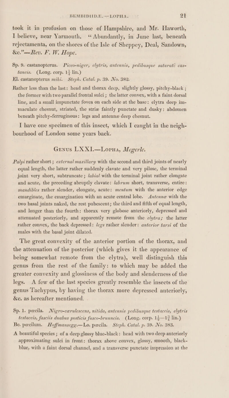 took it in profusion on those of Hampshire, and Mr. Haworth, I believe, near Yarmouth. ‘ Abundantly, in June last, beneath rejectamenta, on the shores of the Isle of Sheppey, Deal, Sandown, &amp;e.”—Rev. F. W. Hope. Sp. 9. castanopterus. Piceo-niger, elytris, antennis, pedibusque saturaté cas- taneis. (Long. corp. 1; lin.) El. castanopterus mzhi. Steph. Catal. p. 39. No. 382. Rather less than the last: head and thorax deep, slightly glossy, pitchy-black ; the former with two parallel frontal sulci ; the latter convex, with a faint dorsal line, and a small impunctate fovea on each side at the base: elytra deep im- maculate chesnut, striated, the strie faintly punctate and dusky: abdomen beneath pitchy-ferruginous: legs and antenne deep chesnut. I have one specimen of this insect, which I caught in the neigh- bourhood of London some years back. Genus LX XI.—Lopua, Megerle. Palpi rather short ; external maxillary with the second and third joints of nearly equal length, the latter rather suddenly clavate and very pilose, the terminal joint very short, subtruncate ; /abial with the terminal joint rather elongate and acute, the preceding abruptly clavate: labrum short, transverse, entire: mandibles rather slender, elongate, acute: mentum with the anterior edge emarginate, the emargination with an acute central lobe. Antenne with the two basal joints naked, the rest pubescent; the third and fifth of equal length, and longer than the fourth: thorax very globose anteriorly, depressed and attenuated posteriorly, and apparently remote from the elytra; the latter rather convex, the back depressed: legs rather slender: anterior tarsi of the males with the basal joint dilated. The great convexity of the anterior portion of the thorax, and the attenuation of the posterior (which gives it the appearance of being somewhat remote from the elytra), well distinguish this genus from the rest of the family: to which may be added the greater convexity and glossiness of the body and slenderness of the legs. A few of the last species greatly resemble the insects of the genus l'achypus, by having the thorax more depressed anteriorly, &amp;c. as hereafter mentioned. Sp. 1. peecila. Migro-cwrulescens, nitida, antennis pedibusque testaceis, elytris testaceis, fasciis duabus posticis fusco-brunneis. (Long. corp. 15—1¢ lin.) Be. pecilum. Hoffmansegg.—Lo. peecila. Steph. Catal. p. 39. No. 383. A beautiful species ; of a deep glossy blue-black: head with two deep anteriorly approximating sulci in front: thorax above convex, glossy, smooth, black- blue, with a faint dorsal channel, and a transverse punctate impression at the