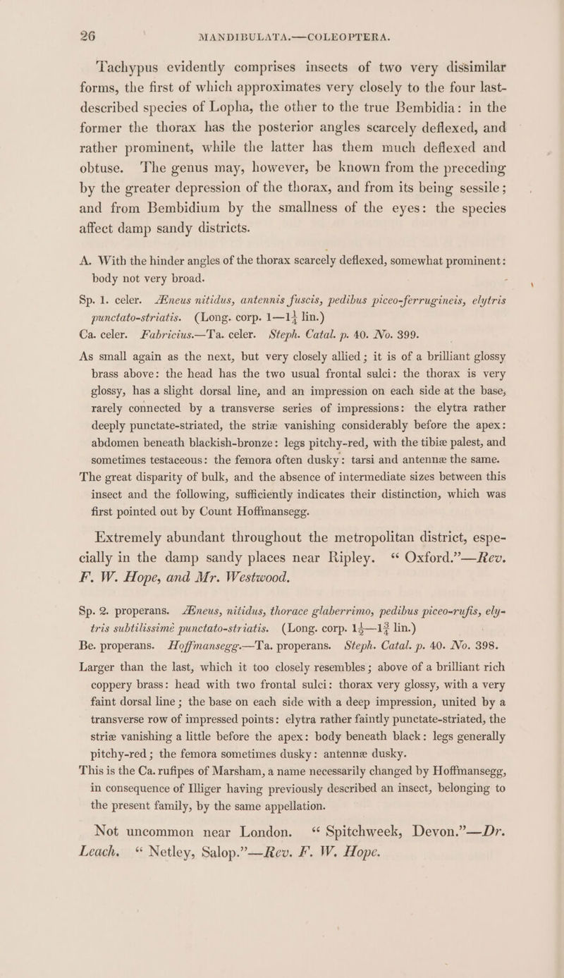 Tachypus evidently comprises insects of two very dissimilar forms, the first of which approximates very closely to the four last- described species of Lopha, the other to the true Bembidia: in the former the thorax has the posterior angles scarcely deflexed, and rather prominent, while the latter has them much deflexed and obtuse. The genus may, however, be known from the preceding by the greater depression of the thorax, and from its being sessile ; and from Bembidium by the smallness of the eyes: the species affect damp sandy districts. A. With the hinder angles of the thorax scarcely deflexed, somewhat prominent: body not very broad. Sp. 1. celer. AHneus nitidus, antennis fuscis, pedibus piceo-ferrugineis, elytris punctato-striatis. (Long. corp. 1—14 lin.) Ca. celer. Fabricius—Ta. celer. Steph. Catal. p. 40. No. 399. As small again as the next, but very closely allied ; it is of a brilliant glossy brass above: the head has the two usual frontal sulci: the thorax is very glossy, has a slight dorsal line, and an impression on each side at the base, rarely connected by a transverse series of impressions: the elytra rather deeply punctate-striated, the strie vanishing considerably before the apex: abdomen beneath blackish-bronze: legs pitchy-red, with the tibie palest, and sometimes testaceous: the femora often dusky: tarsi and antenne the same. The great disparity of bulk, and the absence of intermediate sizes between this insect and the following, sufficiently indicates their distinction, which was first pointed out by Count Hoffimansegg. Extremely abundant throughout the metropolitan district, espe- cially in the damp sandy places near Ripley. ‘ Oxford.”—Rev. F. W. Hope, and Mr. Westwood. Sp. 2 properans. Aineus, nitidus, thorace glaberrimo, pedibus piceo=rufis, ely= tris subtilissimé punctato-striatis. (Long. corp. 14—1# lin.) Be. properans. Hoffmansegg.—Ta. properans. Steph. Catal. p. 40. No. 398. Larger than the last, which it too closely resembles ; above of a brilliant rich coppery brass: head with two frontal sulci: thorax very glossy, with a very faint dorsal line ; the base on each side with a deep impression, united by a transverse row of impressed points: elytra rather faintly punctate-striated, the strie vanishing a little before the apex: body beneath black: legs generally pitchy-red ; the femora sometimes dusky: antenne dusky. This is the Ca. rufipes of Marsham, a name necessarily changed by Hoffmansegg, in consequence of Iliger having previously described an insect, belonging to the present family, by the same appellation. Not uncommon near London. “ Spitchweek, Devon.”—Dr. Leach. “ Netley, Salop.”—Rev. F. W. Hope.