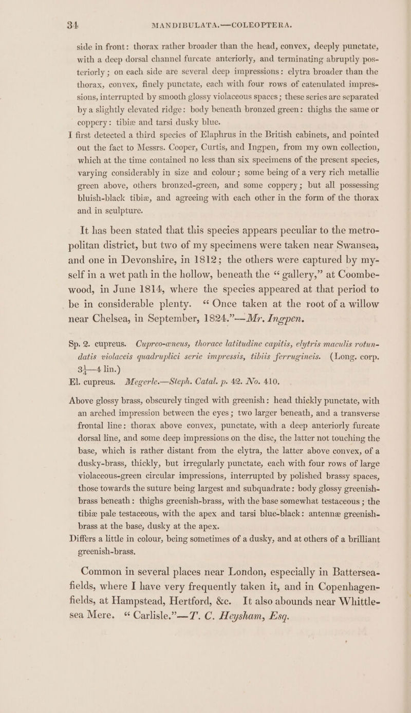 side in front: thorax rather broader than the head, convex, deeply punctate, with a deep dorsal channel furcate anteriorly, and terminating abruptly pos- teriorly ; on each side are several deep impressions: elytra broader than the thorax, convex, finely punctate, each with four rows of catenulated impres- sions, interrupted by smooth glossy violaceous spaces ; these series are separated by a slightly elevated ridge: body beneath bronzed green: thighs the same or coppery: tibie and tarsi dusky blue. I first detected a third species of Elaphrus in the British cabinets, and pointed out the fact to Messrs. Cooper, Curtis, and Ingpen, from my own collection, which at the time contained no less than six specimens of the present species, varying considerably in size and colour ; some being of a very rich metallic green above, others bronzed-green, and some coppery; but all possessing bluish-black tibie, and agreeing with each other in the form of the thorax and in sculpture. It has been stated that this species appears peculiar to the metro- politan district, but two of my specimens were taken near Swansea, and one in Devonshire, in 1812; the others were captured by my- self in a wet path in the hollow, beneath the “ gallery,” at Coombe- wood, in June 1814, where the species appeared at that period to be in considerable plenty. ‘Once taken at the root of a willow near Chelsea, in September, 1824.”— Mr. Ingpen. Sp. 2. cupreus. Cupreo-eneus, thorace latitudine capitis, elytris maculis rotun- datis violaceis quadruplict serie impressis, tibits ferrugineis. (Long. corp. 31—4 lin.) El. cupreus. Megerle.—Steph. Catal. p. 42. No. 410. Above glossy brass, obscurely tinged with greenish: head thickly punctate, with an arched impression between the eyes ; two larger beneath, and a transverse frontal line: thorax above convex, punctate, with a deep anteriorly furcate dorsal line, and some deep impressions on the disc, the latter not touching the base, which is rather distant from the elytra, the latter above convex, of a dusky-brass, thickly, but irregularly punctate, each with four rows of large violaceous-green circular impressions, interrupted by polished brassy spaces, those towards the suture being largest and subquadrate: body glossy greenish- brass beneath: thighs greenish-brass, with the base somewhat testaceous ; the tibie pale testaceous, with the apex and tarsi blue-black: antenne greenish- brass at the base, dusky at the apex. Differs a little in colour, being sometimes of a dusky, and at others of a brilliant greenish-brass. Common in several places near London, especially in Battersea- fields, where I have very frequently taken it, and in Copenhagen- fields, at Hampstead, Hertford, &amp;e. It also abounds near Whittle- sea Mere. “ Carlisle. —T7. C. Heysham, Esq.