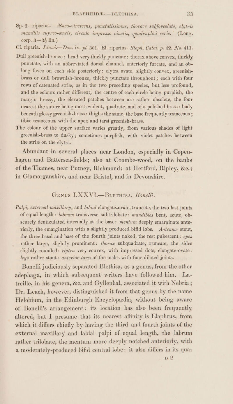 Sp. 3. riparius. ineo-virescens, punctatissimus, thorace subfoveolato, elytris mamillis cupreo-eners, circulo impresso cinctis, quadruplict serie. (Long. corp. 3—3¢ lin.) ; Ci. riparia. Linné.—Don. ix. pl. 301. El. riparius. Steph. Catal. p. 42. No. 411. Dull greenish-bronze: head very thickly punctate: thorax above convex, thickly punctate, with an abbreviated dorsal channel, anteriorly furcate, and an ob- long fovea on each side posteriorly: elytra ovate, slightly convex, greenish- brass or dull brownish-bronze, thickly punctate throughout ; each with four rows of catenated striae, as in the two preceding species, but less profound, and the colours rather different, the centre of each circle being purplish, the margin brassy, the elevated patches between are rather obsolete, the four nearest the suture being most evident, quadrate, and of a polished brass: body beneath glossy greenish-brass: thighs the same, the base frequently testaceous ; tibie testaceous, with the apex and tarsi greenish-brass. The colour of the upper surface varies greatly, from various shades of light greenish-brass to dusky ; sometimes purplish, with violet patches between the strie on the elytra. Abundant in several places near London, especially in Copen- hagen and Battersea-fields; also at Coombe-wood, on the banks of the Thames, near Putney, Richmond; at Hertford, Ripley, &amp;e.; in Glamorganshire, and near Bristol, and in Devonshire. Genus LX XVI.—Buteruisa, Bonelli. Palpi, external mazillary, and labial elongate-ovate, truncate, the two last joints of equal length: labrum transverse subtrilobate: mandibles bent, acute, ob- scurely denticulated internally at the base: mentwm deeply emarginate ante- riorly, the emargination with a slightly produced bifid lobe. Antenne stout, the three basal and base of the fourth joints naked, the rest pubescent: eyes rather large, slightly prominent: thorax subquadrate, truncate, the sides slightly rounded: elytra very convex, with impressed dots, elongate-ovate: legs rather stout: anterior tarsi of the males with four dilated joints. Bonelli judiciously separated Blethisa, as a genus, from the other adephaga, in which subsequent writers have followed him. La- treille, in his genera, &amp;c. and Gyllenhal, associated it with Nebria ; Dr. Leach, however, distinguished it from that genus by the name Helobium, in the Edinburgh Encyclopedia, without being aware of Bonelli’s arrangement: its location has also been frequently altered, but I presume that its nearest affinity is Elaphrus, from which it differs chiefly by having the third and fourth joints of the external maxillary and labial palpi of equal length, the labrum rather trilobate, the mentum more deeply notched anteriorly, with a moderately-produced bifid central lobe: it also differs in its quar D2