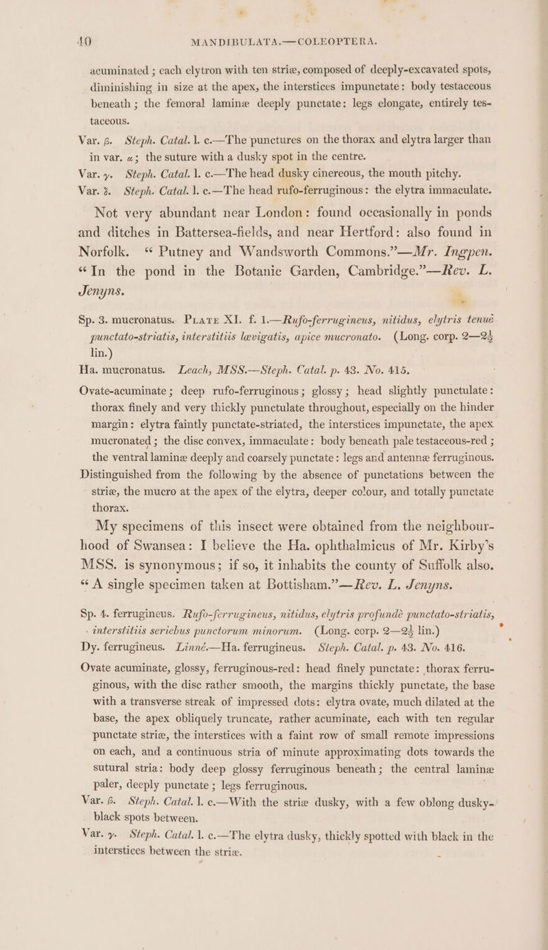 acuminated ; each clytron with ten strie, composed of deeply-excayated spots, diminishing in size at the apex, the interstices impunctate: body testaceous beneath ; the femoral lamine deeply punctate: legs elongate, entirely tes- taceous. Var. 6. Steph. Catal. |. c-—The punctures on the thorax and elytra larger than in var. 2; the suture with a dusky spot in the centre. Var. y. Steph. Catal. 1. c—The head dusky cinereous, the mouth pitchy. Var. 3. Steph. Catal. 1. c.—The head rufo-ferruginous: the elytra immaculate. Not very abundant near London: found occasionally in ponds and ditches in Battersea-fields, and near Hertford: also found in Norfolk. ‘ Putney and Wandsworth Commons.”—WMr. Ingpen. “In the pond in the Botanic Garden, Cambridge.”—Rev. L. Jenyns. s ‘, Sp. 3. mucronatus. Prare XI. f. 1— Rufo-ferrugineus, nitidus, elytris tenué punctato-striatis, interstitiis levigatis, apice mucronato. (Long. corp. 2—2 lin.) Ha. mucronatus. Leach, MSS.—Steph. Catal. p. 43. No. 415. Ovate-acuminate ; deep rufo-ferruginous; glossy; head slightly punctulate: thorax finely and very thickly punctulate throughout, especially on the hinder margin: elytra faintly punctate-striated, the interstices impunctate, the apex mucronated ; the disc convex, immaculate: body beneath pale testaceous-red ; the ventral lamine deeply and coarsely punctate: legs and antenne ferruginous. Distinguished from the following by the absence of punctations between the strie, the mucro at the apex of the elytra, deeper colour, and totally punctate thorax. My specimens of this insect were obtained from the neighbour- hood of Swansea: I believe the Ha. ophthalmicus of Mr. Kirby’s MSS. is synonymous; if so, it inhabits the county of Suffolk also. “‘ A single specimen taken at Bottisham.”—Rev. L. Jenyns. Sp. 4. ferrugineus. Rufo-ferrugineus, nitidus, elytris profunde punctato-striatis, - interstitits seriebus punctorum minorum. (Long. corp. 2—2é lin.) Dy. ferrugineus. Linné.—Ha. ferrugineus. Steph. Catal. p. 43. No. 416. Ovate acuminate, glossy, ferruginous-red: head finely punctate: thorax ferru- ginous, with the disc rather smooth, the margins thickly punctate, the base with a transverse streak of impressed dots: elytra ovate, much dilated at the base, the apex obliquely truncate, rather acuminate, each with ten regular punctate strie, the interstices with a faint row of small remote impressions on each, and a continuous stria of minute approximating dots towards the sutural stria: body deep glossy ferruginous beneath; the central lamine paler, deeply punctate ; legs ferruginous. | Var. 6. Steph. Catal. 1. c.—With the strie dusky, with a few oblong dusky- black spots between. Var. y. Steph. Catal. 1. c.—The elytra dusky, thickly spotted with black in the interstices between the stri.