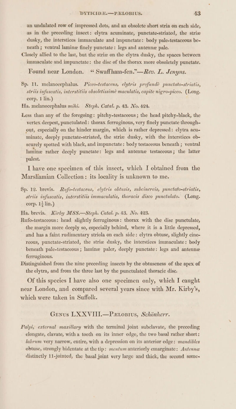 an undulated row of impressed dots, and an obsolete short stria on each side, as in the preceding insect: elytra acuminate, punctate-striated, the strie dusky, the interstices immaculate and impunctate: body pale-testaceous be- neath ; ventral lamine finely punctate: legs and antenne pale. Closely allied to the last, but the strie on the elytra dusky, the spaces between immaculate and impunctate: the disc of the thorax more obsoletely punctate. Found near London. “ Swaffham-fen.”—Rev. L. Jenyns. Sp. 11. melanocephalus. Piceo-testaceus, elytris profundée punctato-striatis, striis infuscatis, interstitiis obsoletissimé maculatis, capite nigro-piceo. (Long. corp. 1 lin.) Ha. melanocephalus mihi. Steph. Catal. p. 43. No. 424. Less than any of the foregoing: pitchy-testaceous ; the head pitchy-black, the vertex deepest, punctulated: thorax ferruginous, very finely punctate through- out, especially on the hinder margin, which is rather depressed: elytra acu- minate, deeply punctate-striated, the strie dusky, with the interstices ob- scurely spotted with black, and impunctate: body testaceous beneath ; ventral lamine rather deeply punctate: legs and antenne testaceous; the latter palest. I have one specimen of this insect, which I obtained from the Marshamian Collection: its locality is unknown to me. Sp. 12. brevis. Rufo-testaceus, elytris obtusis, subcinereis, punctato-striatis, striis infuscatis, interstitiis immaculatis, thoracis disco punctulato. (Long. corp. 14 lin.) Ha. brevis. Kirby MSS.—Steph. Catal. p. 43. No. 423. Rufo-testaceous: head slightly ferruginous: thorax with the disc punctulate, the margin more deeply so, especially behind, where it is a little depressed, ~ and has a faint rudimentary striola on each side: elytra obtuse, slightly cine- reous, punctate-striated, the strie dusky, the interstices immaculate: body ' beneath pale-testaceous; lamine paler, deeply punctate: legs and antenne ferruginous. Distinguished from the nine preceding insects by the obtuseness of the apex of the elytra, and from the three last by the punctulated thoracic disc. Of this species I have also one specimen only, which I caught near London, and compared several years since with Mr. Kirby’s, which were taken in Suffolk. Genus LX XVIII.—Patosivs, Schonherr. Palpi, external macillary with the terminal joint subclavate, the preceding elongate, clavate, with a tooth on its inner edge, the two basal rather short: labrum very narrow, entire, with a depression on its anterior edge: mandibles obtuse, strongly bidentate at the tip: mentum anteriorly emarginate: Antenne distinctly 11-jointed, the basal joint very large and thick, the second some-