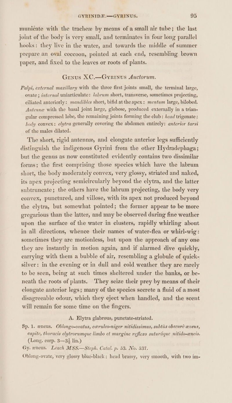 municate with the tracheze by means of a small air tube; the last joint of the body is very small, and terminates in four long parallel hooks: they live in the water, and towards the middle of summer prepare an oval coccoon, pointed at each end, resembling brown paper, and fixed to the leaves or roots of plants. Genus XC.—Gyrinus Auctorum. Palpi, external mazillary with the three first joints small, the terminal large, ovate ; internal uniarticulate: labrum short, transverse, sometimes projecting, ciliated anteriorly: mandibles short, bifid at the apex: mentum large, bilobed. Antenne with the basal joint large, globose, produced externally in a trian- gular compressed lobe, the remaining joints forming the club: head trigonate : body convex: elytra generally covering the abdomen entirely: anterior tarsi of the males dilated. . The short, rigid antenna, and elongate anterior legs sufficiently distinguish the indigenous Gyrini from the other Hydradephaga ; but the genus as now constituted evidently contains two dissimilar forms; the first comprising those species which have the labrum short, the body moderately convex, very glossy, striated and naked, its apex projecting semicircularly beyond the elytra, and the latter subtruncate; the others have the labrum projecting, the body very convex, punctured, and villose, with its apex not produced beyond the elytra, but somewhat pointed; the former appear to be more gregarious than the latter, and may be observed during fine weather upon the surface of the water in clusters, rapidly whirling about in all directions, whence their names of water-flea or whirl-wig: sometimes they are motionless, but upon the approach of any one they are instantly in motion again, and if alarmed dive quickly, carrying with them a bubble of air, resembling a globule of quick- silver: in the evening or in dull and cold weather they are rarely to be seen, being at such times sheltered under the banks, or be- neath the roots of plants. They seize their prey by means of their elongate anterior legs; many of the species secrete a fluid of a most disagreeable odour, which they eject when handled, and the scent will remain for some time on the fingers. A. Elytra glabrous, punctate-striated. Sp. 1. eneus. Oblongo-ovatus, c@ruleo-niger nitidissimus, subtiis obscure aneus, capite, thoracis elytrorumque limbo et margine reflexo suturdque nitido-wneis. (Long. corp. 3—33 lin.) Gy. eneus. Leach MSS.—Steph. Catal. p. 53. No. 537. Oblong-oyate, very glossy blue-black: head brassy, very smooth, with two im-