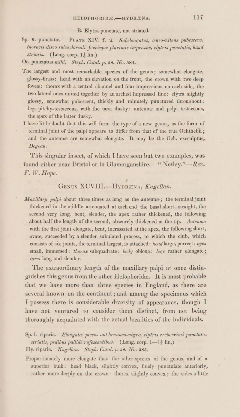 HELOPHORIDE.—HYDRENA. JIG B. Elytra punctate, not striated. Sp. 9. punctatus. Prare XIV. f. 2. Subelongatus, wneo-nitens pubescens, thoracis disco sulco dorsali foveisque plurimis impressis, elytris punctatis, haud striatis. (Long. corp. 14 lin.) Oc. punctatus mihi. Steph. Catal. p. 58. No. 584. The largest and most remarkable species of the genus; somewhat elongate, glossy-brass: head with an elevation on the front, the crown with two deep fovee: thorax with a central channel and four impressions on each side, the two lateral ones united together by an arched impressed line: elytra slightly glossy, somewhat pubescent, thickly and minutely punctured throughout : legs pitchy-testaceous, with the tarsi dusky: antenne and palpi testaceous, the apex of the latter dusky. I have little doubt that this will form the type of a new genus, as the form of terminal joint of the palpi appears to differ from that of the true Ochthebii ; and the antenne are somewhat elongate. It may be the Och. exsculptus,. Degean. This singular insect, of which I have seen but two examples, was found either near Bristol or in Glamorganshire. ‘ Netley.”—Rev. I’. W. Hope. Genus XCVIII.—Hyprena, Kugellan. Mazxillary palpi about three times as long as the antenne ; the terminal joint thickened in the middle, attenuated at each end, the basal short, straight, the second very long, bent, slender, the apex rather thickened, the following about half the length of the second, obscurely thickened at the tip. Antenna with the first joint elongate, bent, incrassated at the apex, the following short, ovate, succeeded by a slender subulated process, to which the club, which consists of six joints, the terminal largest, is attached: head large, porrect : eyes small, immersed: thorax subquadrate: body oblong: legs rather elongate ; tarsi long and slender. The extraordinary length of the maxillary palpi at once distin- guishes this genus from the other Helophoride. It is most probable that we have more than three species in England, as there are several known on the continent; and among the specimens which I possess there is considerable diversity of appearance, though I have not ventured to consider them distinct, from not being thoroughly acquainted with the actual localities of the individuals. Sp. |. riparia. Llongata, piceo- aut brunneo-nigra, elytris creberrimé punctato- striatis, pedibus pallidée rufescentibus. (Long. corp. 1—1 lin.) Hy. riparia. Kugellan. Steph. Catal. p. 58. No. 585. Proportionately more elongate than the other species of the genus, and of a superior bulk: head black, slightly convex, finely punctulate anteriorly, rather more deeply on the crown: thorax slightly convex ; the sides a little