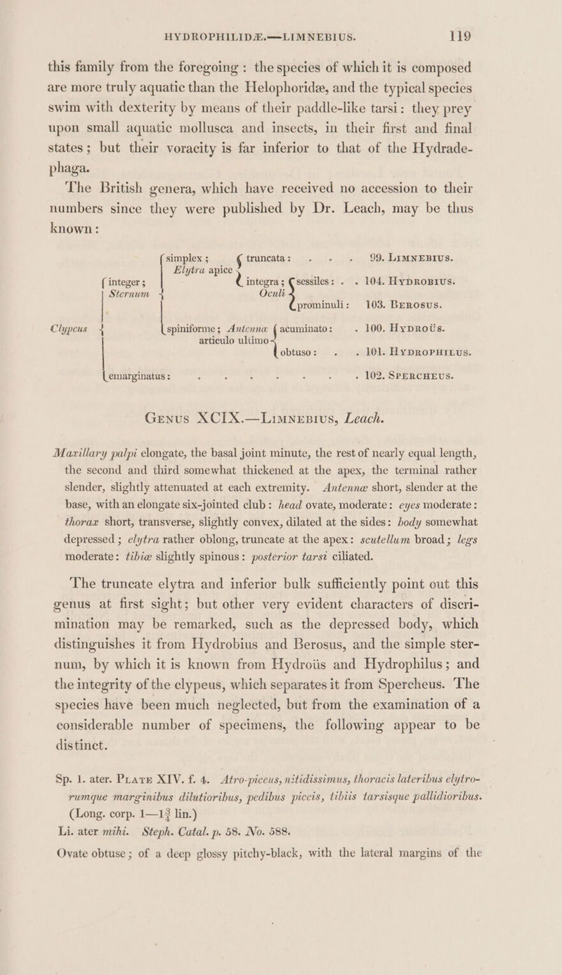 this family from the foregoing : the species of which it is composed are more truly aquatic than the Helophoride, and the typical species swim with dexterity by means of their paddle-like tarsi: they prey upon small aquatic mollusea and insects, in their first and final states; but their voracity is far inferior to that of the Hydrade- phaga. The British genera, which have received no accession to their numbers since they were published by Dr. Leach, may be thus known: simplex ; § truncata: . . . 99. LIMNEBIUS. Elytra apice ( integer ; 2 integra; Csessiles: . . 104. HypRoBius. Sternum Oculi prominuli: 103. BERosus. Clypeus + (spiniforme; Antenna { acuminato: . 100. Hyprous. articulo ultimo obtuso: . . 101. HyDRoPHILUs. (emarginatus : : : 5 : ‘ : . 102. SPERCHEUS. Genus XCIX.—Limnesivs, Leach. Mazillary palpi elongate, the basal joint minute, the rest of nearly equal length, the second and third somewhat thickened at the apex, the terminal rather slender, slightly attenuated at each extremity. Antenne short, slender at the base, with an elongate six-jointed club: head ovate, moderate: eyes moderate : thorax short, transverse, slightly convex, dilated at the sides: body somewhat depressed ; elytra rather oblong, truncate at the apex: scutellum broad; legs moderate: tibie slightly spinous: posterior tarsz ciliated. The truncate elytra and inferior bulk sufficiently point out this genus at first sight; but other very evident characters of discri- mination may be remarked, such as the depressed body, which distinguishes it from Hydrobius and Berosus, and the simple ster- num, by which it is known from Hydroiis and Hydrophilus; and the integrity of the clypeus, which separates it from Spercheus. ‘The species have been much neglected, but from the examination of a considerable number of specimens, the following appear to be distinct. Sp. 1. ater. Prats XIV. f. 4. Atro-piceus, nitidissimus, thoracis lateribus elytro- rumque marginibus dilutioribus, pedibus piceis, tibiis tarsisque pallidioribus. | (Long. corp. 1—1? lin.) Li. ater mzhz. Steph. Catal. p. 58. No. 588. Ovate obtuse ; of a deep glossy pitchy-black, with the lateral margins of the