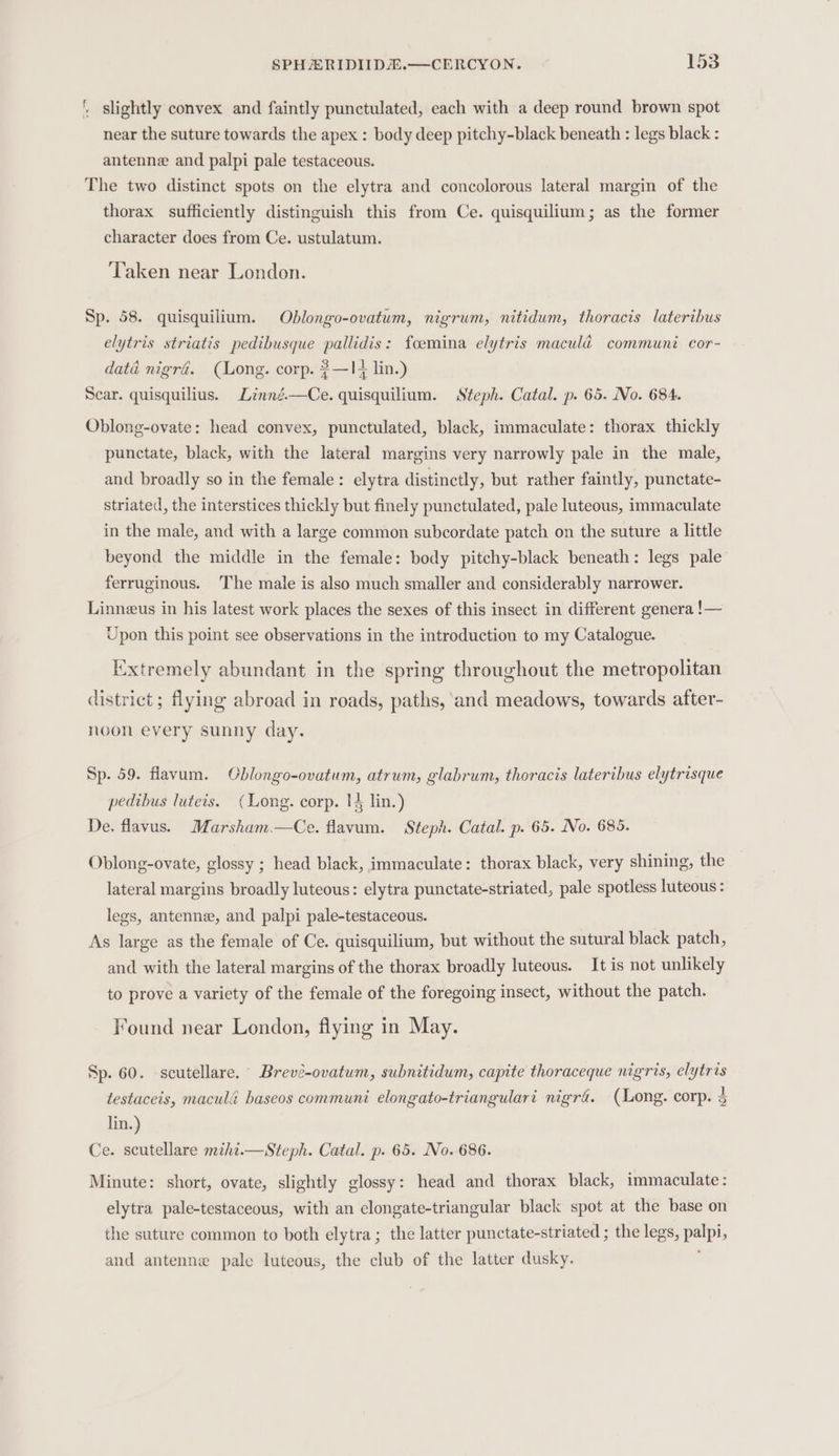 ’ slightly convex and faintly punctulated, each with a deep round brown spot near the suture towards the apex : body deep pitchy-black beneath : legs black : antenne and palpi pale testaceous. The two distinct spots on the elytra and concolorous lateral margin of the thorax sufficiently distinguish this from Ce. quisquilium; as the former character does from Ce. ustulatum. Taken near London. Sp. 58. quisquilium. Oblongo-ovatum, nigrum, nitidum, thoracis laterihus elytris striatis pedibusque pallidis: foemina elytris maculd communi cor- daté nigra. (Long. corp. ?—1¥ lin.) Scar. quisquilius. Lnné.—Ce. quisquilium. Steph. Catal. p. 65. No. 684. Oblong-ovate: head convex, punctulated, black, immaculate: thorax thickly punctate, black, with the lateral margins very narrowly pale in the male, and broadly so in the female: elytra distinctly, but rather faintly, punctate- striated, the interstices thickly but finely punctulated, pale luteous, immaculate in the male, and with a large common subcordate patch on the suture a little beyond the middle in the female: body pitchy-black beneath: legs pale ferruginous. ‘The male is also much smaller and considerably narrower. Linneus in his latest work places the sexes of this insect in different genera !— Upon this point see observations in the introduction to my Catalogue. Extremely abundant in the spring throughout the metropolitan district; flying abroad in roads, paths, and meadows, towards after- noon every sunny day. Sp. 59. flavum. Cblongo-ovatum, atrum, glabrum, thoracis lateribus elytrisque pedibus luteis. (Long. corp. 14 lin.) De. flavus. Marsham.—Ce. flavum. Steph. Catal. p. 65. No. 685. Oblong-ovate, glossy ; head black, immaculate: thorax black, very shining, the lateral margins broadly luteous: elytra punctate-striated, pale spotless luteous : legs, antenne, and palpi pale-testaceous. As large as the female of Ce. quisquilium, but without the sutural black patch, and with the lateral margins of the thorax broadly luteous. It is not unlikely to prove a variety of the female of the foregoing insect, without the patch. Found near London, flying in May. Sp. 60. scutellare. Brevé-ovatum, subnitidum, capite thoraceque nigris, elytris testaceis, maculé baseos communi elongato-triangulari nigra. (Long. corp. 3 lin.) Ce. scutellare miht.—Steph. Catal. p. 65. No. 686. Minute: short, ovate, slightly glossy: head and thorax black, immaculate: elytra pale-testaceous, with an elongate-triangular black spot at the base on the suture common to both elytra; the latter punctate-striated ; the legs, palpi, and antenne pale luteous, the club of the latter dusky.