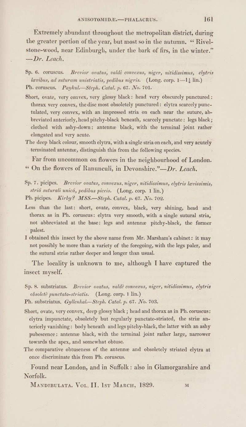 Extremely abundant throughout the metropolitan district, during the greater portion of the year, but most so in the autumn. “ Rivel- stone-wood, near Edinburgh, under the bark of firs, in the winter.” —Dr. Leach. Sp. 6. coruscus. Brevior ovatus, valdé convexus, niger, nitidissimus, elytris levibus, ad suturam unistriatis, pedibus nigris. (Long. corp. 1—1} lin.) Ph. coruscus. Paykul.—sSteph. Catal. p. 67. No. 701. Short, ovate, very convex, very glossy black: head very obscurely punctured : thorax very convex, the disc most obsoletely punctured: elytra scarcely punc- tulated, very convex, with an impressed stria on each near the suture, ab- breviated anteriorly, head pitchy-black beneath, scarcely punctate: legs black ; clothed with ashy-down: antenne black, with the terminal joint rather elongated and very acute. The deep black colour, smooth elytra, with a single stria on each, and very acutely terminated antenne, distinguish this from the following species. Far from uncommon on flowers in the neighbourhood of London. *¢ On the flowers of Ranunculi, in Devonshire.”—Dr. Leach. Sp. 7. picipes. Brevior ovatus, convexus, niger, nitidissimus, elytris levissimis, strid suturali unici, pedibus piceis. (Long. corp. 1 lin.) Ph. picipes. Kirby? MSS.—Steph. Catal. p. 67. No. 702. Less than the last: short, ovate, convex, black, very shining, head and thorax as in Ph. coruseus: elytra very smooth, with a single sutural stria, not abbreviated at the base: legs and antenne pitchy-black, the former palest. I obtained this insect by the above name from Mr. Marsham’s cabinet: it may not possibly be more than a variety of the foregoing, with the legs paler, and the sutural strie rather deeper and longer than usual. The locality is unknown to me, although I have captured the insect myself. Sp. 8. substriatus. Brevior ovatus, valdé convexus, niger, nitidissimus, elytris obsolete punctato-striatis. (Long. corp. 1 lin.) Ph. substriatus. Gyllenhal.—Steph. Catal. p. 67. No. 703. Short, ovate, very convex, deep glossy black ; head and thorax as in Ph. coruscus: elytra impunctate, obsoletely but regularly punctate-striated, the strie an- teriorly vanishing: body beneath and legs pitchy-black, the latter with an ashy pubescence: antenne black, with the terminal joint rather large, narrower towards the apex, and somewhat obtuse. The comparative obtuseness of the antenne and obsoletely striated elytra at once discriminate this from Ph. coruscus. Found near London, and in Suffolk: also in Glamorganshire and Norfolk. Manoprsunata. Vou. II. lst Marcu, 1829. M