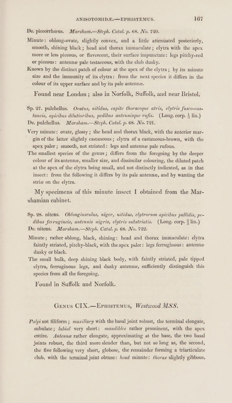 De. piceorrheeus. Marsham.—Steph. Catal. p. 68. No. 720. Minute: oblong-ovate, slightly convex, and a little attenuated posteriorly, smooth, shining black ; head and thorax immaculate; elytra with the apex more or less piceous, or flavescent, their surface impunctate: legs pitchy-red or piceous: antenne pale testaceous, with the club dusky. Known by the distinct patch of colour at the apex of the elytra; by its minute size and the immunity of its elytra: from the next species it differs in the colour of its upper surface and by its pale antennz. Found near London; also in Norfolk, Suffolk, and near Bristol. Sp. 27. pulchellus. Ovatus, nitidus, capite thoraceque atris, elytris fusco-cas- taneis, apicibus dilutioribus, pedibus antennisque rufis. (Long. corp. 4 lin.) De. pulchellus. Marsham.—Steph. Catal. p. 68. No. 721. Very minute: ovate, glossy ; the head and thorax black, with the anterior mar- - gin of the latter slightly castaneous ; elytra of a castaneous-brown, with the apex paler ; smooth, not striated: legs and antenne pale rufous. ‘The smallest species of the genus; differs from the foregoing by the deeper colour of its antenne, smaller size, and dissimilar colouring, the diluted patch at the apex of the elytra being small, and not distinctly indicated, as in that insect: from the following it differs by its pale antenne, and by wanting the strie on the elytra. My specimens of this minute insect I obtained from the Mar- shamian cabinet. Sp. 28. niters. Oblongiusculus, niger, nitidus, elytrorum apicibus pallidis, pe- dibus ferrugineis, antennis nigris, elytris substriatis. (Long. corp. % lin.) De. nitens. Marsham.—Steph. Catal. p. 68. No. 722. Minute; rather oblong, black, shining: head and thorax immaculate: elytra faintly striated, pitchy-black, with the apex paler: legs ferruginous: antenne dusky or black. The small bulk, deep shining black body, with faintly striated, pale tipped elytra, ferruginous legs, and dusky antenne, sufficiently distinguish this species from all the foregoing. Found in Suffolk and Norfolk. Genus CI X.—Eruistemus, Westwood MSS. Palpi not filiform ; mazillary with the basal joint robust, the terminal elongate, subulate; labial very short: mandibles rather prominent, with the apex entire. Antenne rather elongate, approximating at the base, the two basal joints robust, the third more slender than, but not so long as, the second, the five following very short, globose, the remainder forming a triarticulate club, with the terminal joint obtuse: head minute: thorax slightly gibbous,