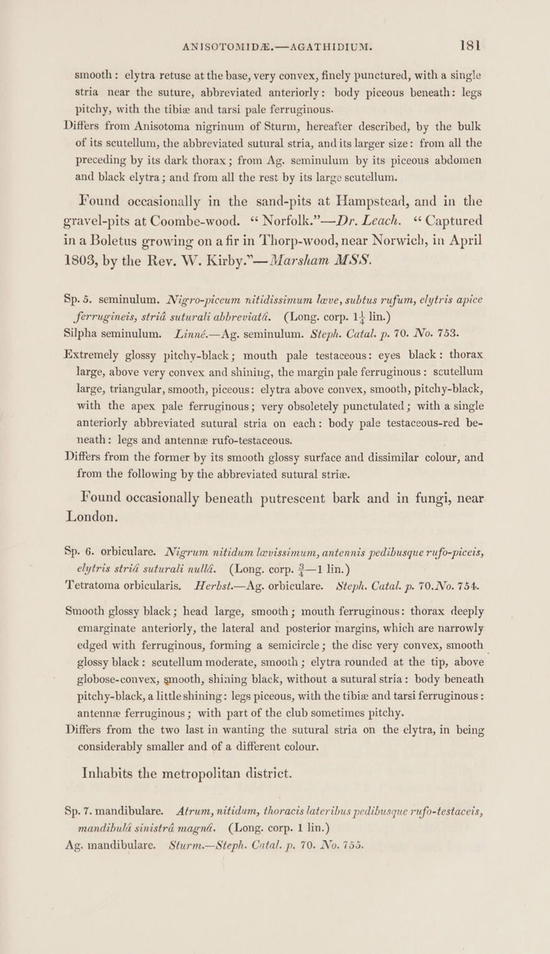 smooth: elytra retuse at the base, very convex, finely punctured, with a single stria near the suture, abbreviated anteriorly: body piceous beneath: legs pitchy, with the tibie and tarsi pale ferruginous. Differs from Anisotoma nigrinum of Sturm, hereafter described, by the bulk of its scutellum, the abbreviated sutural stria, and its larger size: from all the preceding by its dark thorax; from Ag. seminulum by its piceous abdomen and black elytra; and from all the rest by its large scutellum. Found occasionally in the sand-pits at Hampstead, and in the gravel-pits at Coombe-wood. “ Norfolk.”’—Dr. Leach. ‘+ Captured in a Boletus growing on a fir in Thorp-wood, near Norwich, in April 1803, by the Rev. W. Kirby.-—Marsham MSS. Sp. 5. seminulum. Migro-piceum nitidissimum leve, subtus rufum, elytris apice Serrugineis, strid suturali abbreviatad. (Long. corp. 14 lin.) Silpha seminulum. Linné.—Ag. seminulum. Steph. Catal. p. 70. No. 753. Extremely glossy pitchy-black; mouth pale testaceous: eyes black: thorax large, above very convex and shining, the margin pale ferruginous: scutellum large, triangular, smooth, piceous: elytra above convex, smooth, pitchy-black, with the apex pale ferruginous; very obsoletely punctulated ; with a single anteriorly abbreviated sutural stria on each: body pale testaceous-red be- neath: legs and antenne rufo-testaceous. Differs from the former by its smooth glossy surface and dissimilar colour, and from the following by the abbreviated sutural strie. Found occasionally beneath putrescent bark and in fungi, near London. Sp. 6. orbiculare. Migrum nitidum levissimum, antennis pedibusque rufo-piceis, elytris striad suturali null4. (Long. corp. 3—1 lin.) Tetratoma orbicularis. Herbst.—Ag. orbiculare. Steph. Catal. p. 70..No. 754. Smooth glossy black; head large, smooth; mouth ferruginous: thorax deeply emarginate anteriorly, the lateral and posterior margins, which are narrowly edged with ferruginous, forming a semicircle; the disc very convex, smooth glossy black: scutellum moderate, smooth ; elytra rounded at the tip, above globose-convex, smooth, shining black, without a sutural stria: body beneath pitchy-black, a little shining: legs piceous, with the tibie and tarsi ferruginous : antenne ferruginous ; with part of the club sometimes pitchy, Differs from the two last in wanting the sutural stria on the elytra, in being considerably smaller and of a different colour. Inhabits the metropolitan district. Sp. 7.mandibulare. Atrum, nitidum, thoracis lateribus pedibusque rufo-testaceis, mandibula sinistré magni. (Long. corp. 1 lin.) Ag. mandibulare. Sturm.—Steph. Catal. p. 70. No. 755.