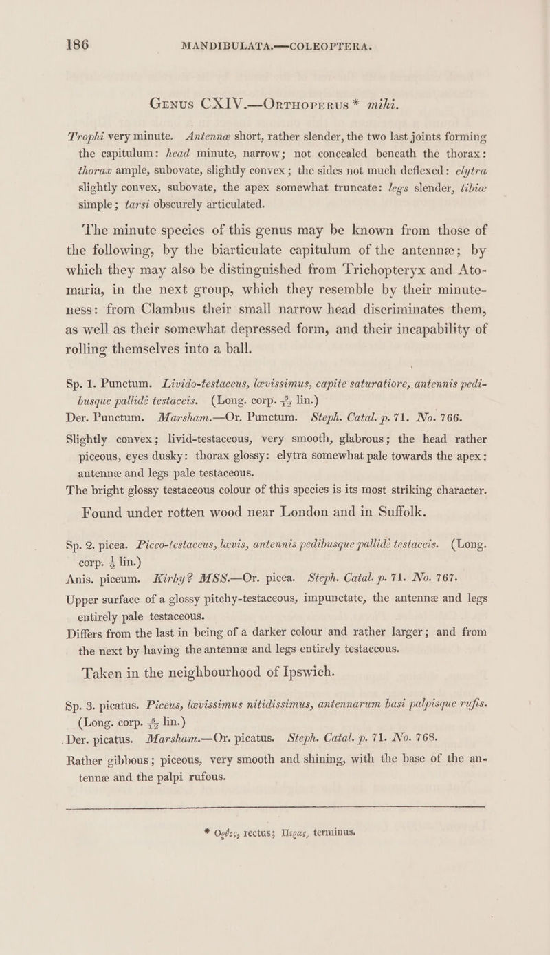 Genus CXIV.—OrtTuHorpERUs * mihi. Trophi very minute. Antenne short, rather slender, the two last joints forming the capitulum: head minute, narrow; not concealed beneath the thorax: thorax ample, subovate, slightly convex; the sides not much deflexed: elytra slightly convex, subovate, the apex somewhat truncate: legs slender, tibie simple; ¢arsz obscurely articulated. The minute species of this genus may be known from those of the following, by the biarticulate capitulum of the antenne; by which they may also be distinguished from Trichopteryx and Ato- maria, in the next group, which they resemble by their minute- ness: from Clambus their smali narrow head discriminates them, as well as their somewhat depressed form, and their incapability of rolling themselves into a ball. Sp. 1. Punctum. Livido-testaceus, levissimus, capite saturatiore, antennis pedi- busque pallidé testaceis. (Long. corp. 3% lin.) Der. Punctum. Marsham.—Or. Punctum. Steph. Catal. p.71. No. 766. Slightly convex; livid-testaceous, very smooth, glabrous; the head rather piceous, eyes dusky: thorax glossy: elytra somewhat pale towards the apex: antenne and legs pale testaceous. The bright glossy testaceous colour of this species is its most striking character. Found under rotten wood near London and in Suffolk. Sp. 2. picea. Piceo-testaceus, levis, antennis pedibusque pallid: testaceis. (Long. corp. 4 lin.) Anis. piceum. Kirby? MSS.—Or. picea. Steph. Catal. p. 71. No. 767. Upper surface of a glossy pitchy-testaceous, impunctate, the antenne and legs entirely pale testaceous. Differs from the last in being of a darker colour and rather larger; and from the next by having the antenne and legs entirely testaceous. Taken in the neighbourhood of Ipswich. Sp. 3. picatus. Piceus, levissimus nitidissimus, antennarum base palpisque rufis. (Long. corp. % lin.) Der. picatus. Marsham.—Or. picatus. Steph. Catal. p. 71. No. 768. Rather gibbous; piceous, very smooth and shining, with the base of the an- tenne and the palpi rufous. * Opdes, rectus; Ileus, terminus.