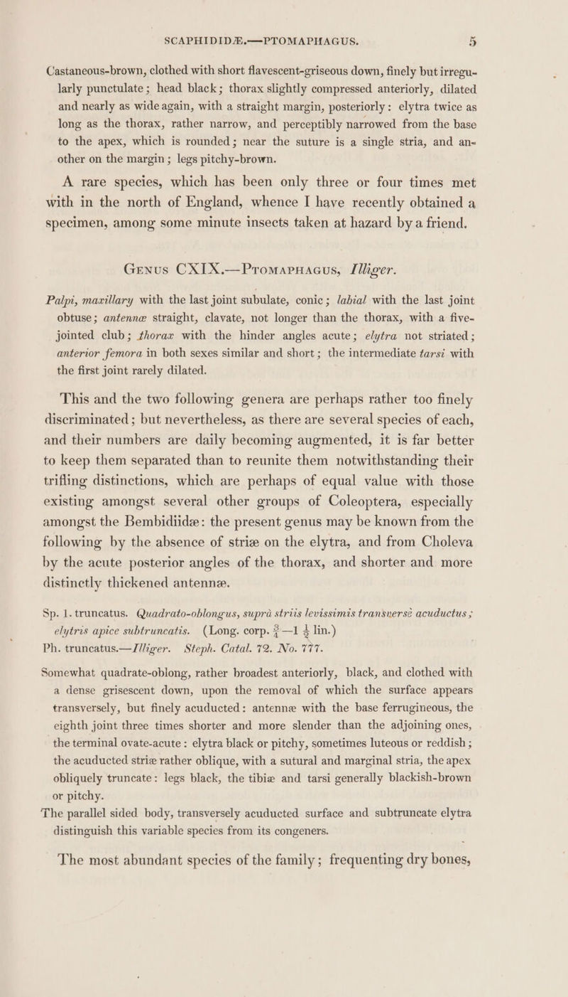 Castaneous-brown, clothed with short flavescent-griseous down, finely but irregu- larly punctulate; head black; thorax slightly compressed anteriorly, dilated and nearly as wide again, with a straight margin, posteriorly: elytra twice as long as the thorax, rather narrow, and perceptibly narrowed from the base to the apex, which is rounded; near the suture is a single stria, and an-« other on the margin; legs pitchy-brown. A rare species, which has been only three or four times met with in the north of England, whence I have recently obtained a specimen, among some minute insects taken at hazard by a friend. Genus CXIX.—Promapnacus, Illiger. Palpi, mazillary with the last joint subulate, conic; /ahial with the last joint obtuse; antenne straight, clavate, not longer than the thorax, with a five- jointed club; thorax with the hinder angles acute; elytra not striated ; anterior femora in both sexes similar and short ; the intermediate tars? with the first joint rarely dilated. This and the two following genera are perhaps rather too finely discriminated ; but nevertheless, as there are several species of each, and their numbers are daily becoming augmented, it is far better to keep them separated than to reunite them notwithstanding their trifling distinctions, which are perhaps of equal value with those existing amongst several other groups of Coleoptera, especially amongst the Bembidiide: the present genus may be known from the following by the absence of striz on the elytra, and from Choleva by the acute posterior angles of the thorax, and shorter and more distinetly thickened antenne. Sp. 1. truncatus. Quadrato-oblongus, supra strits levissimis transuerse acuductus ; elytris apice subtruncatis. (Long. corp. ¢—1 4 lin.) Ph. truncatus.—TJiliger. Steph. Catal. 72. No. 777. Somewhat quadrate-oblong, rather broadest anteriorly, black, and clothed with a dense grisescent down, upon the removal of which the surface appears transversely, but finely acuducted: antenne with the base ferrugineous, the eighth joint three times shorter and more slender than the adjoining ones, the terminal ovate-acute : elytra black or pitchy, sometimes luteous or reddish ; the acuducted strie rather oblique, with a sutural and marginal stria, the apex obliquely truncate: legs black, the tibie and tarsi generally blackish-brown or pitchy. The parallel sided body, transversely acuducted surface and subtruncate elytra distinguish this variable species from its congeners. The most abundant species of the family; frequenting dry bones,