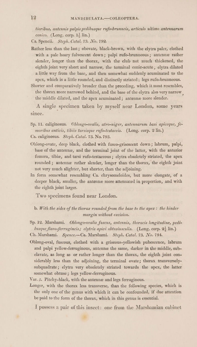 tioribus, antennis palpis pedibusque rufo-brunneis, articulo ultimo antennarum conico. (Long. corp. 14 lin.) Ca. Spencii. Steph. Catal. 73. No. 792. Rather less than the last; obovate, black-brown, with the elytra paler, clothed with a pale hoary fulvescent down; palpi rufo-brunneous; antenne rather slender, longer than the thorax, with the club not much thickened, the eighth joint very short and narrow, the terminal conic-acute ; elytra dilated a little way from the base, and then somewhat suddenly acuminated to the apex, which is a little rounded, and distinctly striated ; legs rufo-brunneous. Shorter and comparatively broader than the preceding, which it most resembles, the thorax more narrowed behind, and the base of the elytra also very narrow , the middle dilated, and the apex acuminated ; antenne more slender. A single specimen taken by myself near London, some years since. Sp. 11. caliginosus. Oblongo-ovalis, atro-niger, antennarum basi apiceque, fe- moribus anticis, tibiis tarsisque rufo-testaceis. (Long. corp. 2 lin.) Ca. caliginosus. Steph. Catal. 73. No. 793. Oblong-ovate, deep black, clothed with fusco-grisescent down; labrum, palpi, base of the antenne, and the terminal joint of the latter, with the anterior femora, tibie, and tarsi rufo-testaceous ; elytra obsoletely striated, the apex rounded ; antenne rather slender, longer than the thorax, the eighth joint not very much slighter, but shorter, than the adjoining. In form somewhat resembling Ca. chrysomeloides, but more elongate, of a deeper black, smaller, the antenne more attenuated in proportion, and with the eighth joint larger. Two specimens found near London. b. With the sides of the thorax rounded from the base to the apex: the hinder margin without excision. Sp. 12. Marshami. Oblongo-ovalis fuscus, antennis, thoracis longitudine, pedi= busque flavo-ferrugineis; elytris apicé obtustusculis. (Long. corp. 24 lin.) Ch. Marshami. Syence.—Ca. Marshami. Steph. Catal. 73. No. 794. Oblong-oval, fuscous, clothed with a griseous-yellowish pubescence, labrum and palpi yellow-ferruginous, antenne the same, darker in the middle, sub- clavate, as long as or rather longer than the thorax, the eighth joint con- siderably less than the adjoining, the terminal ovate; thorax transversely- subquadrate; elytra very obsoletely striated towards the apex, the latter somewhat obtuse; legs yellow-ferruginous. Var. 6. Pitchy-black, with the antenne and legs ferruginous. Longer, with the thorax less transverse, than the following species, which is the only one of the genus with which it can be confounded, if due attention be paid to the form of the thorax, which in this genus is essential. I possess a pair of this insect: one from the Marshamian cabinet 2